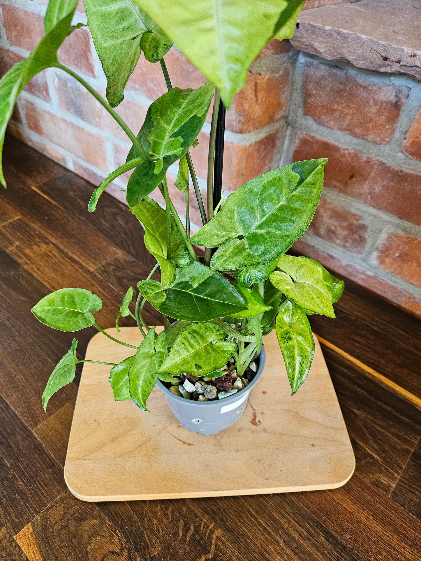 Syngonium panda white form white panda Pflanze