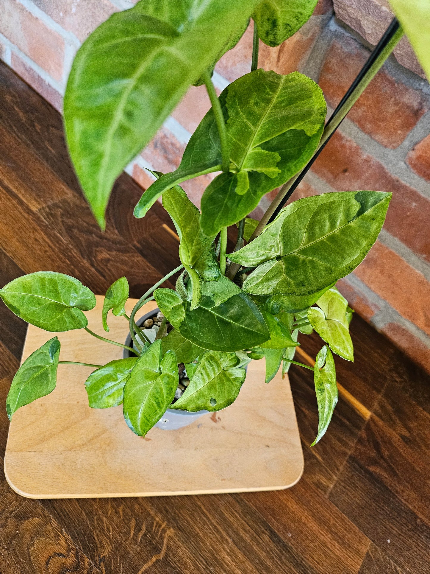 Syngonium panda white form white panda Pflanze