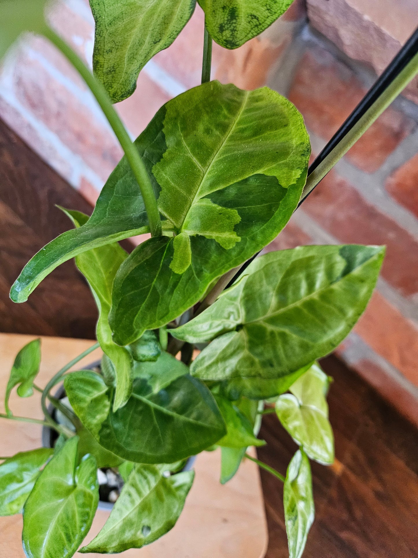 Syngonium panda white form white panda Pflanze