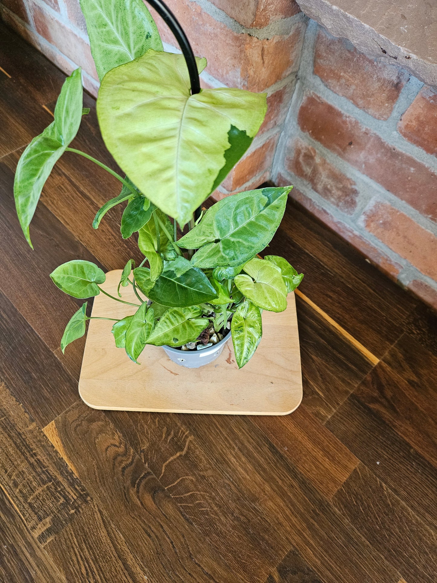 Syngonium panda white form white panda Pflanze