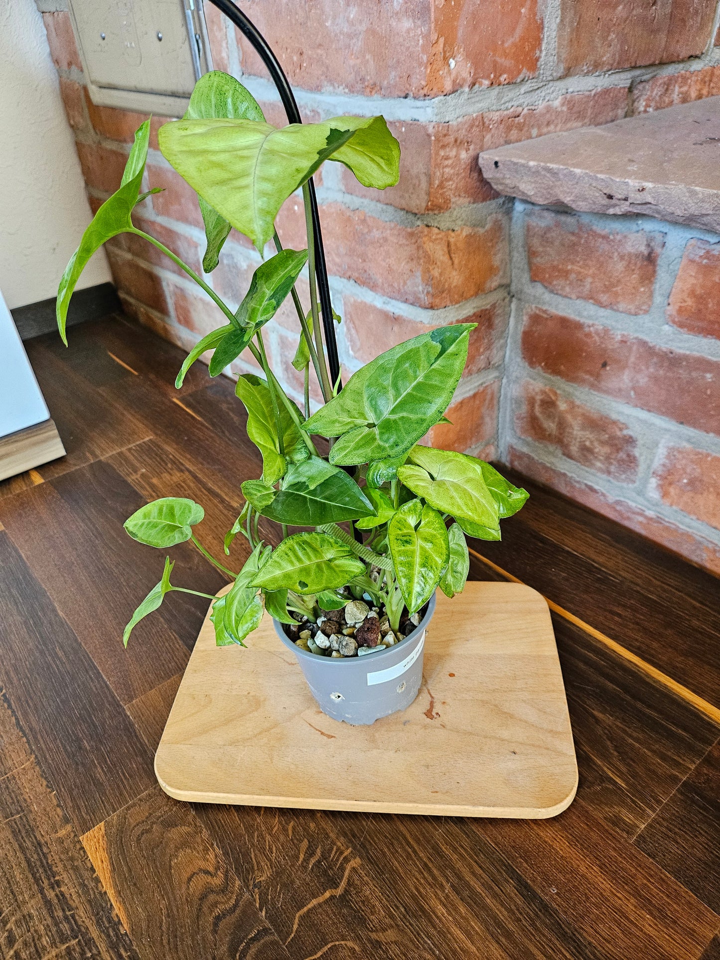 Syngonium panda white form white panda Pflanze