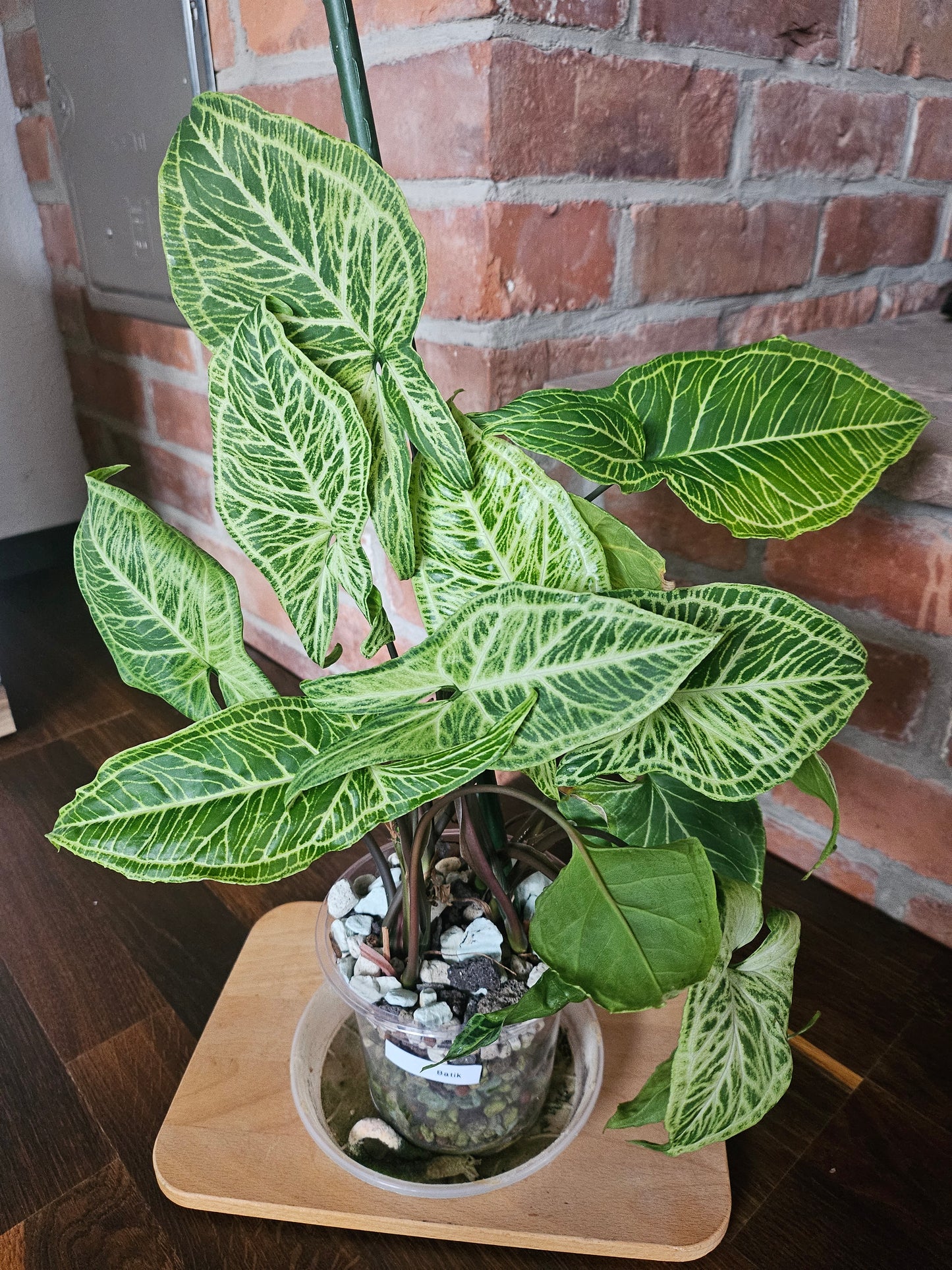 Syngonium Batik Pflanze