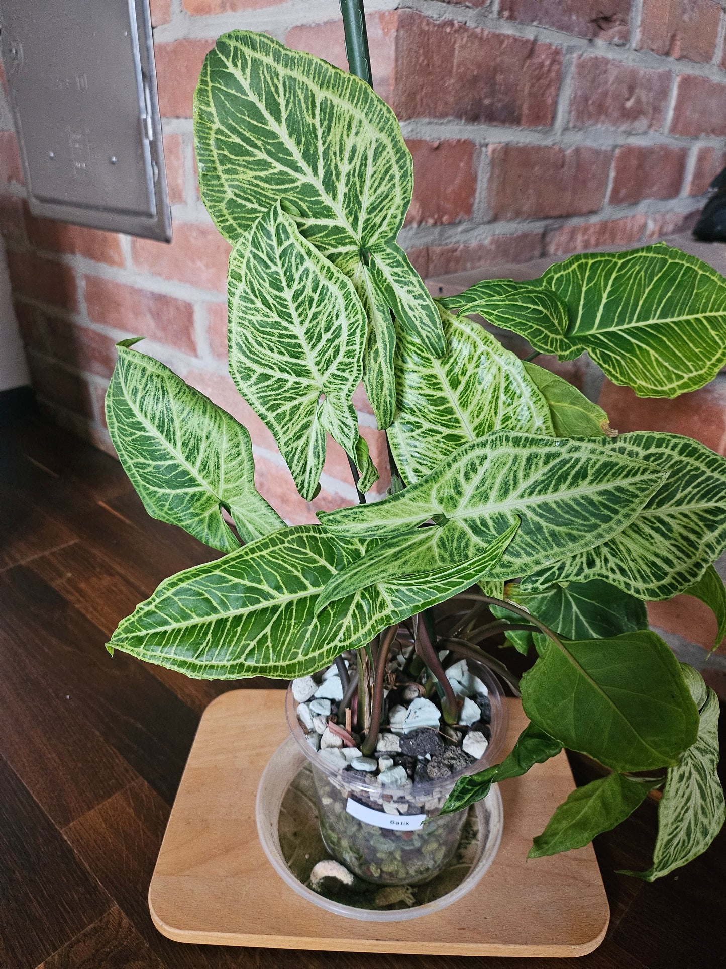 Syngonium Batik Pflanze