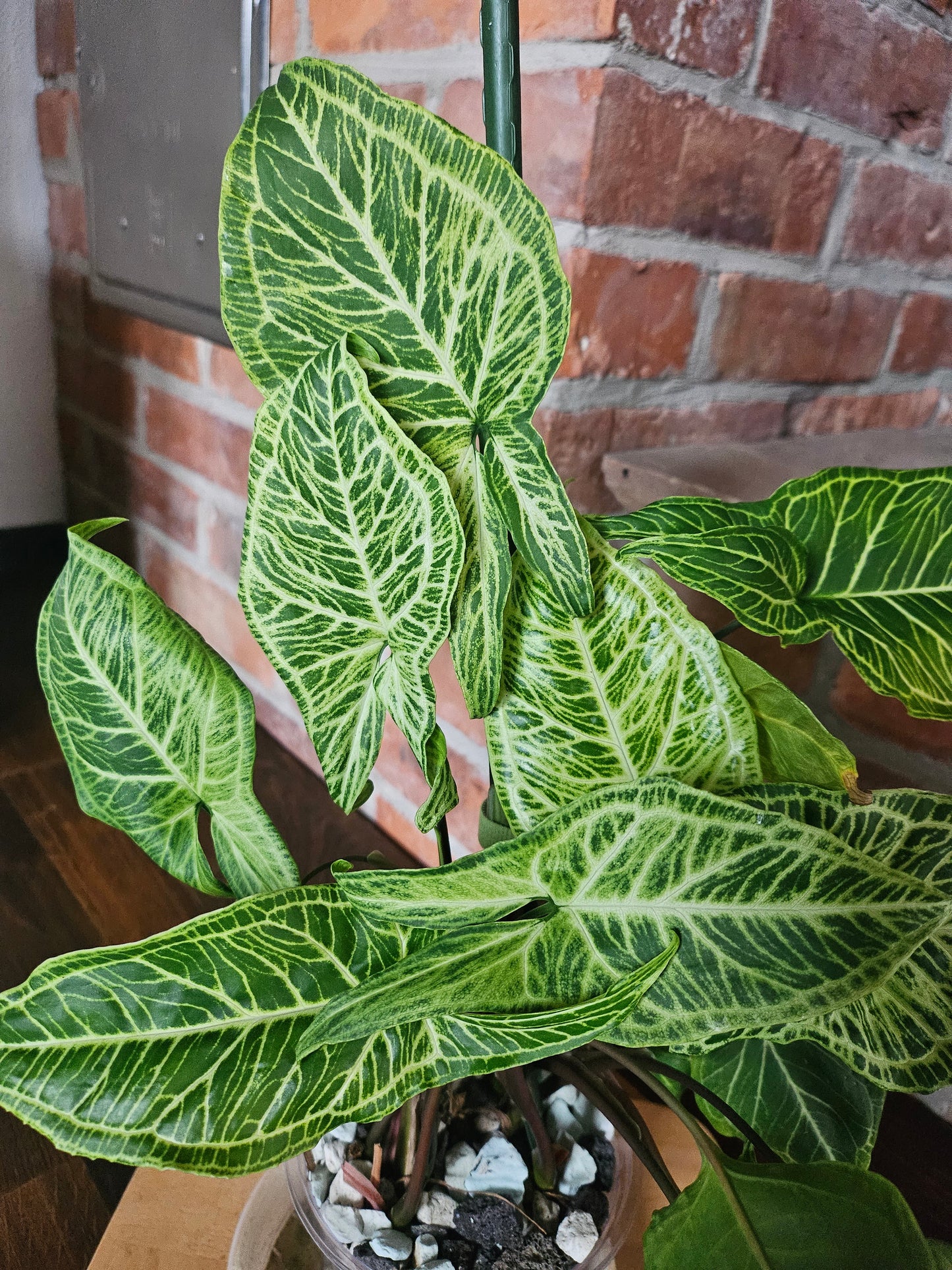 Syngonium Batik Pflanze