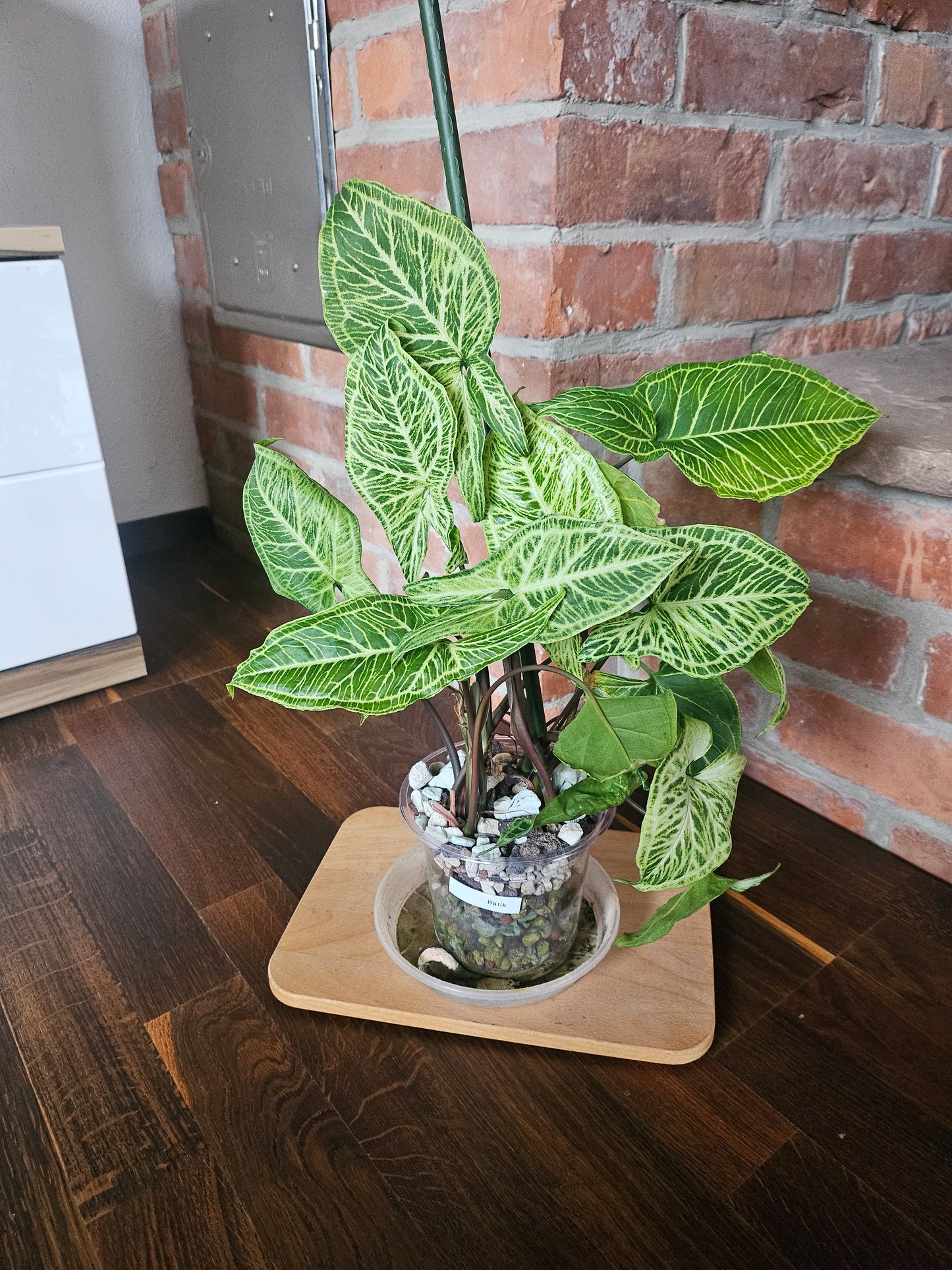 Syngonium Batik Pflanze
