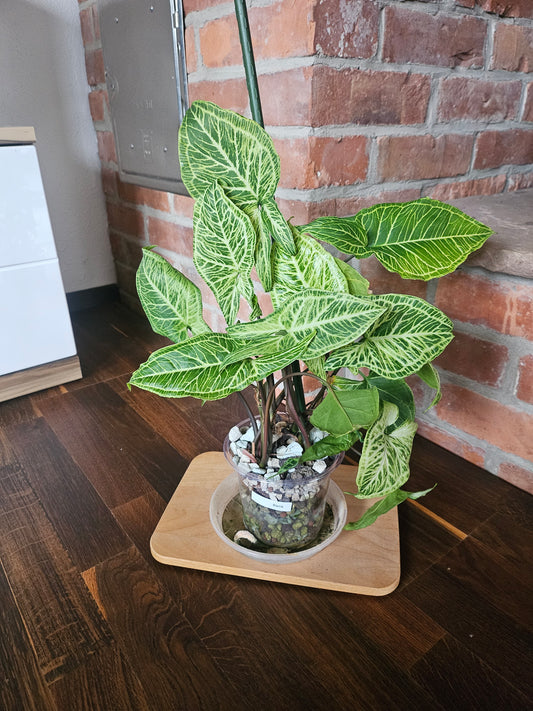 Syngonium Batik Pflanze