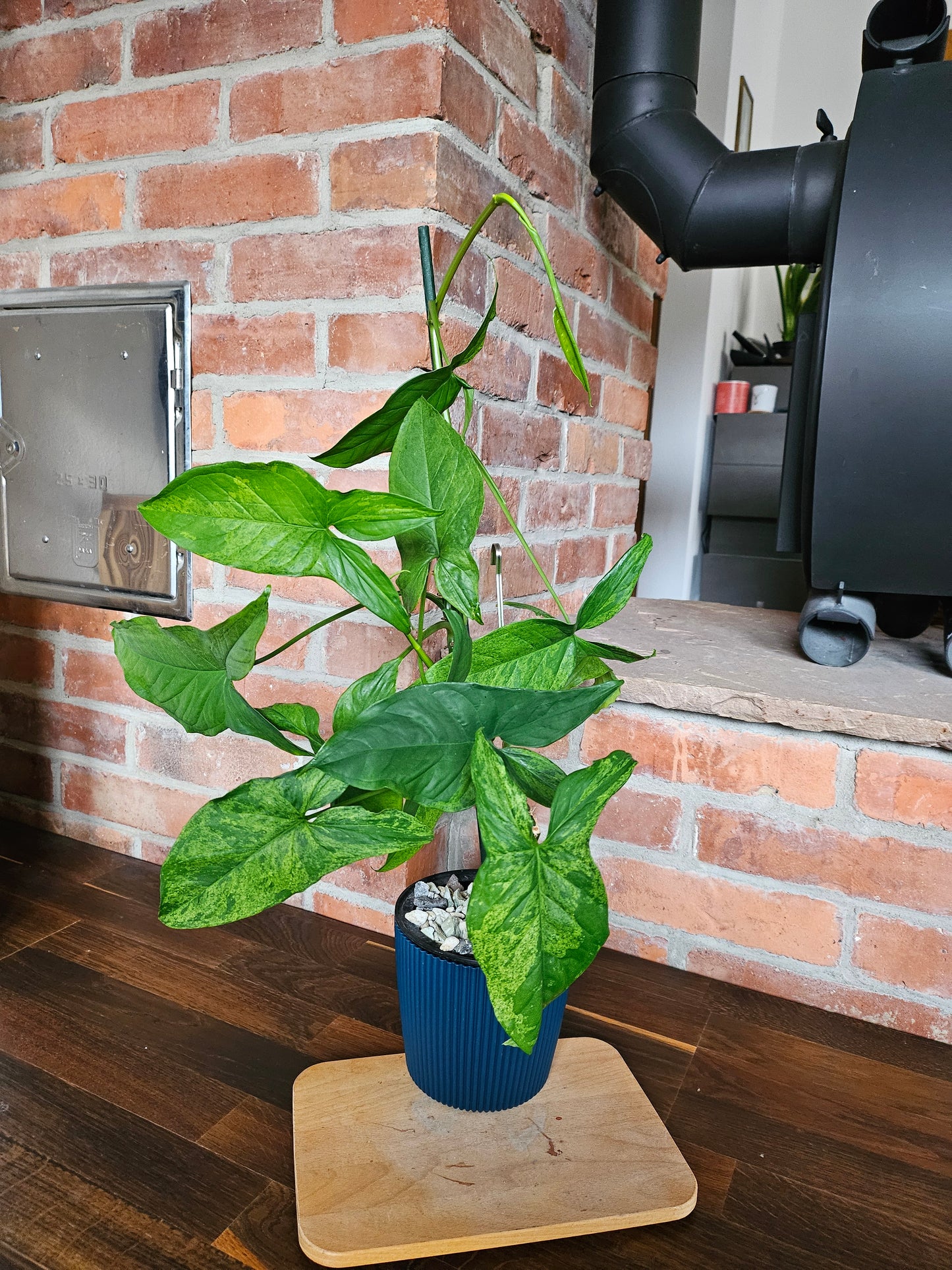 Syngonium mottled mojito Pflanze