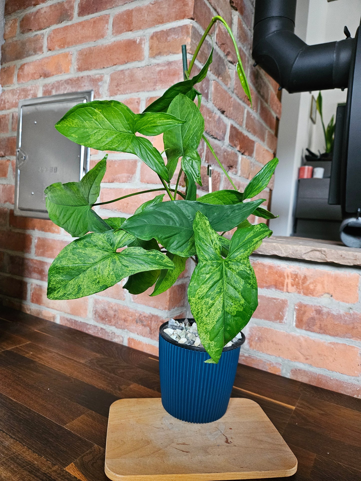 Syngonium mottled mojito Pflanze