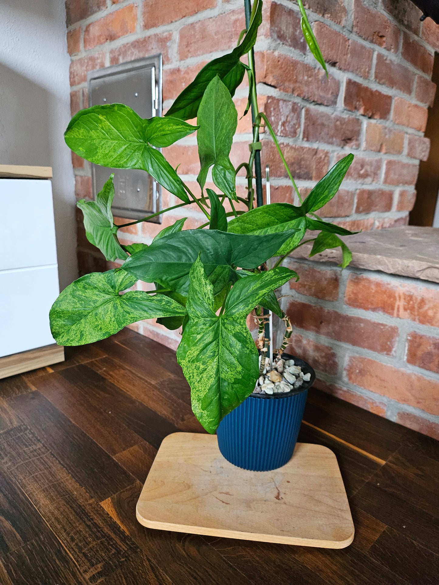 Syngonium mottled mojito Pflanze