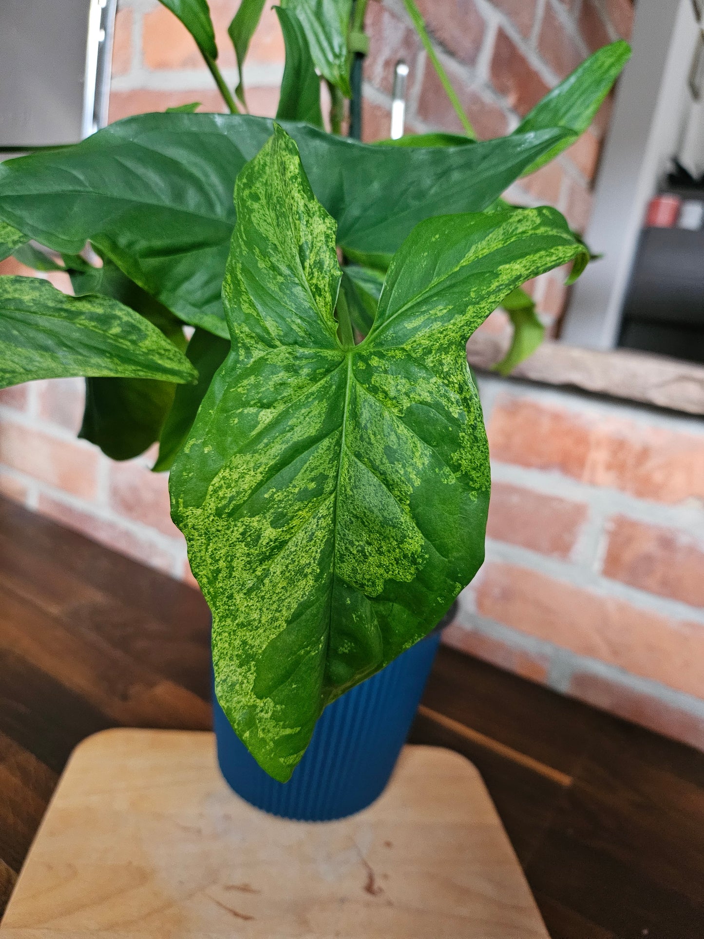 Syngonium mottled mojito Pflanze