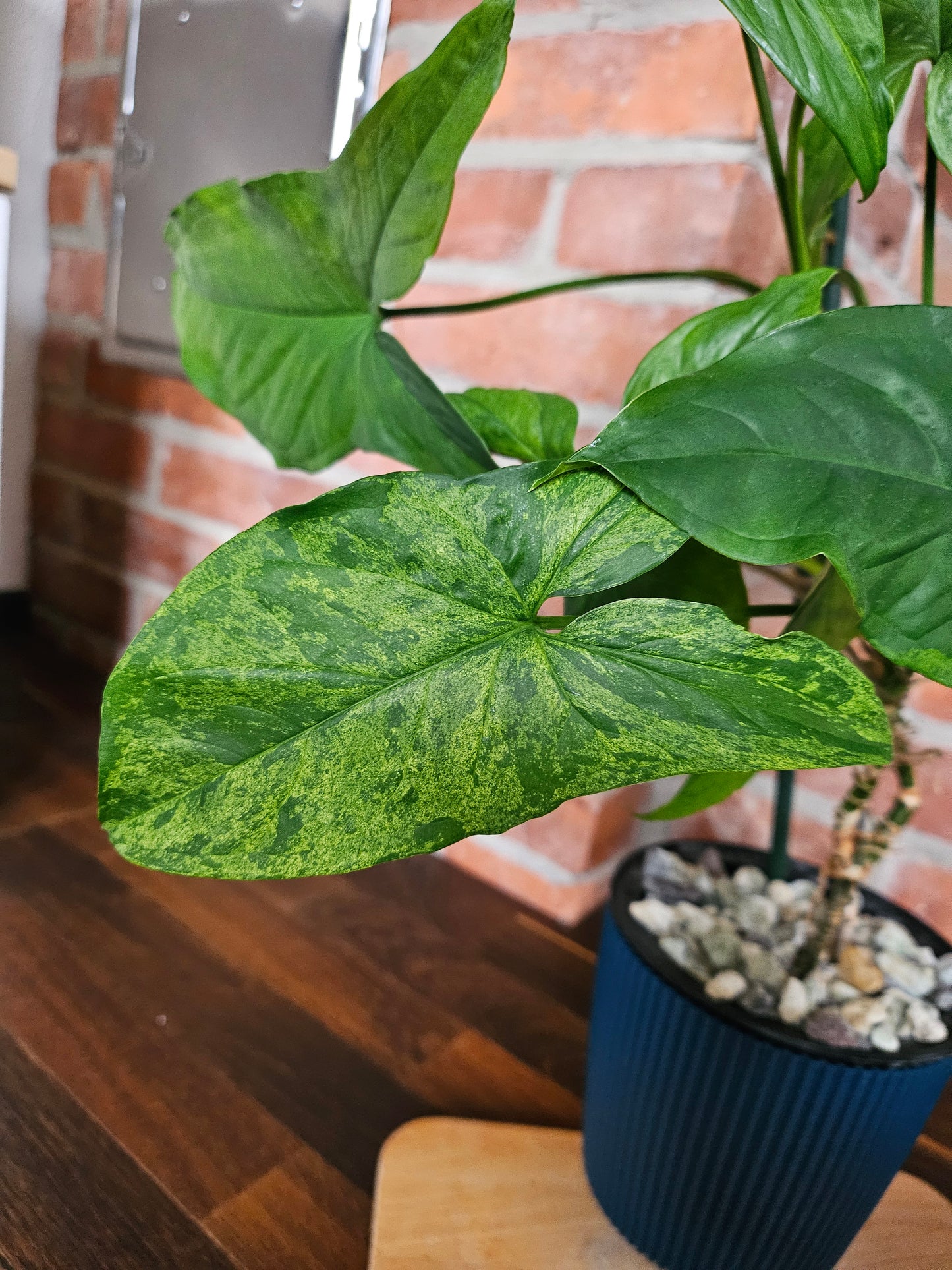 Syngonium mottled mojito Pflanze
