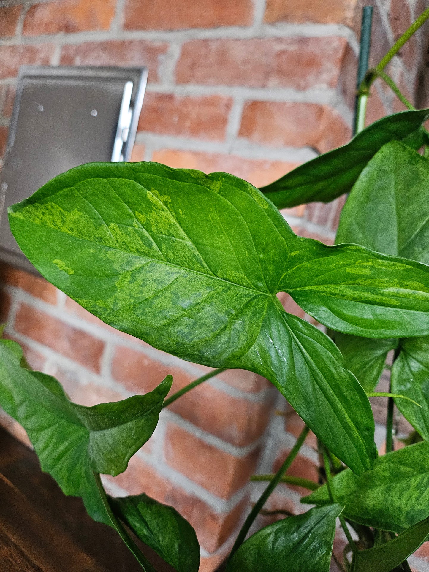 Syngonium mottled mojito Pflanze