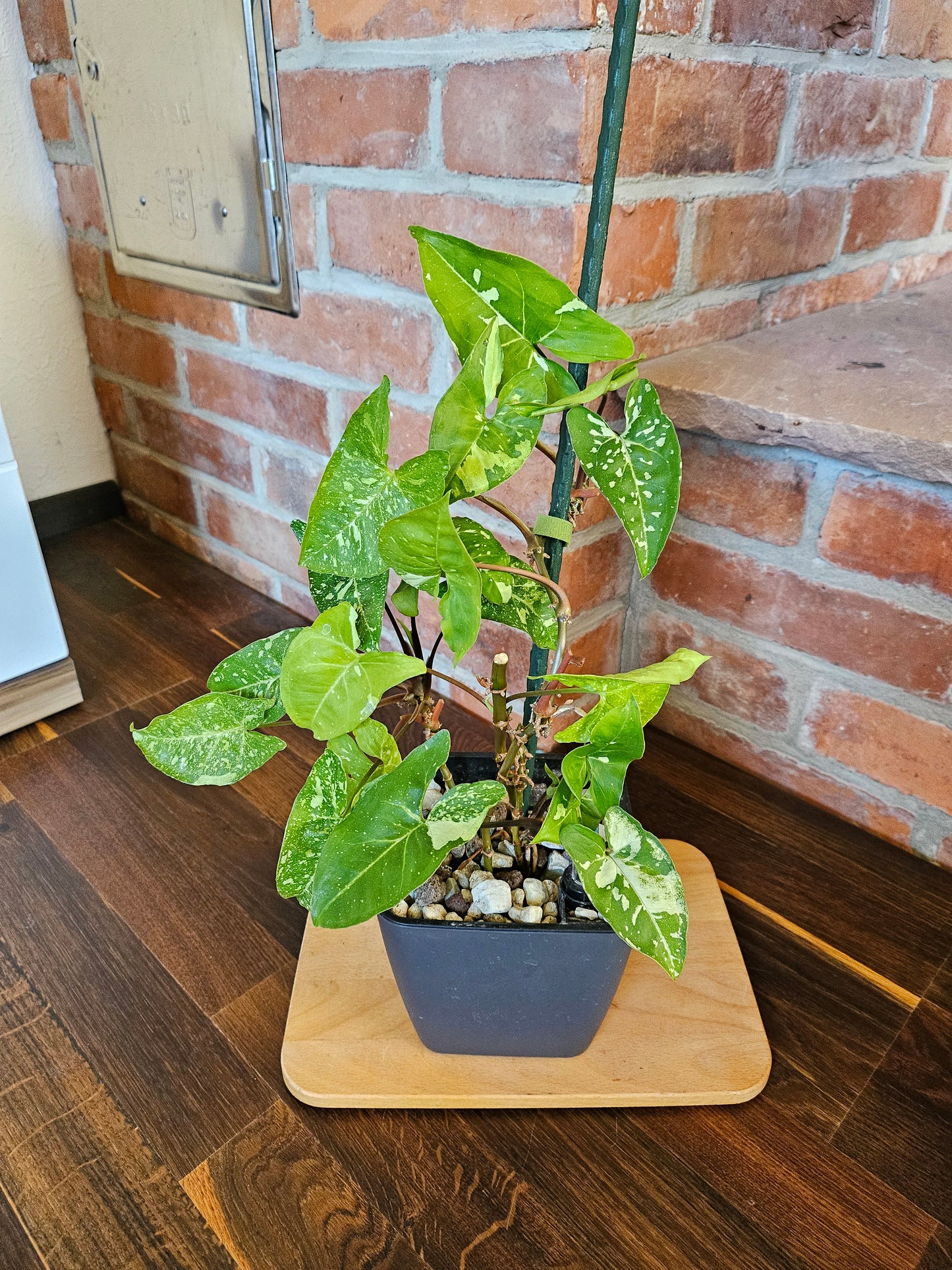 Syngonium Panda Pflanze