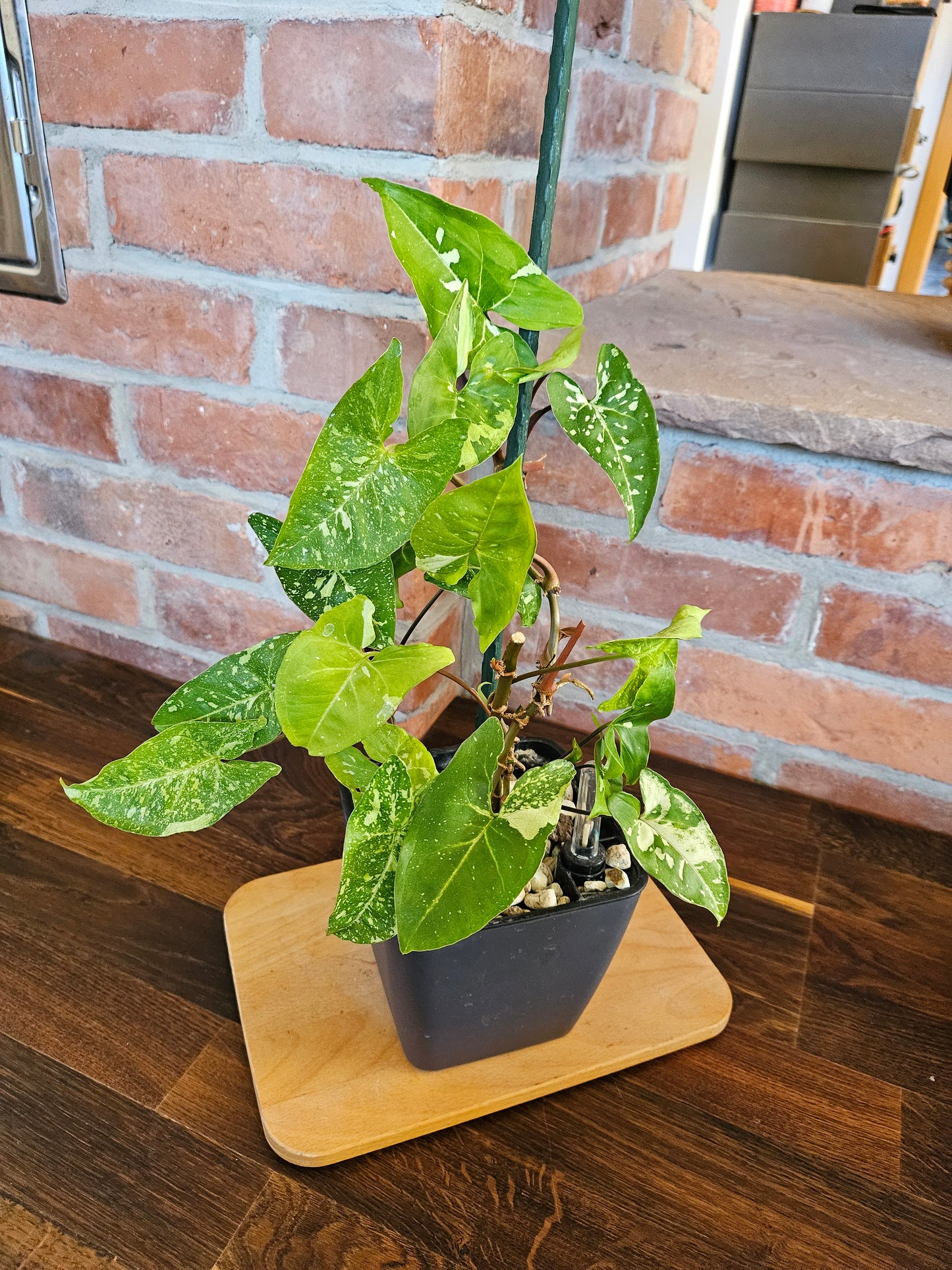 Syngonium Panda Pflanze