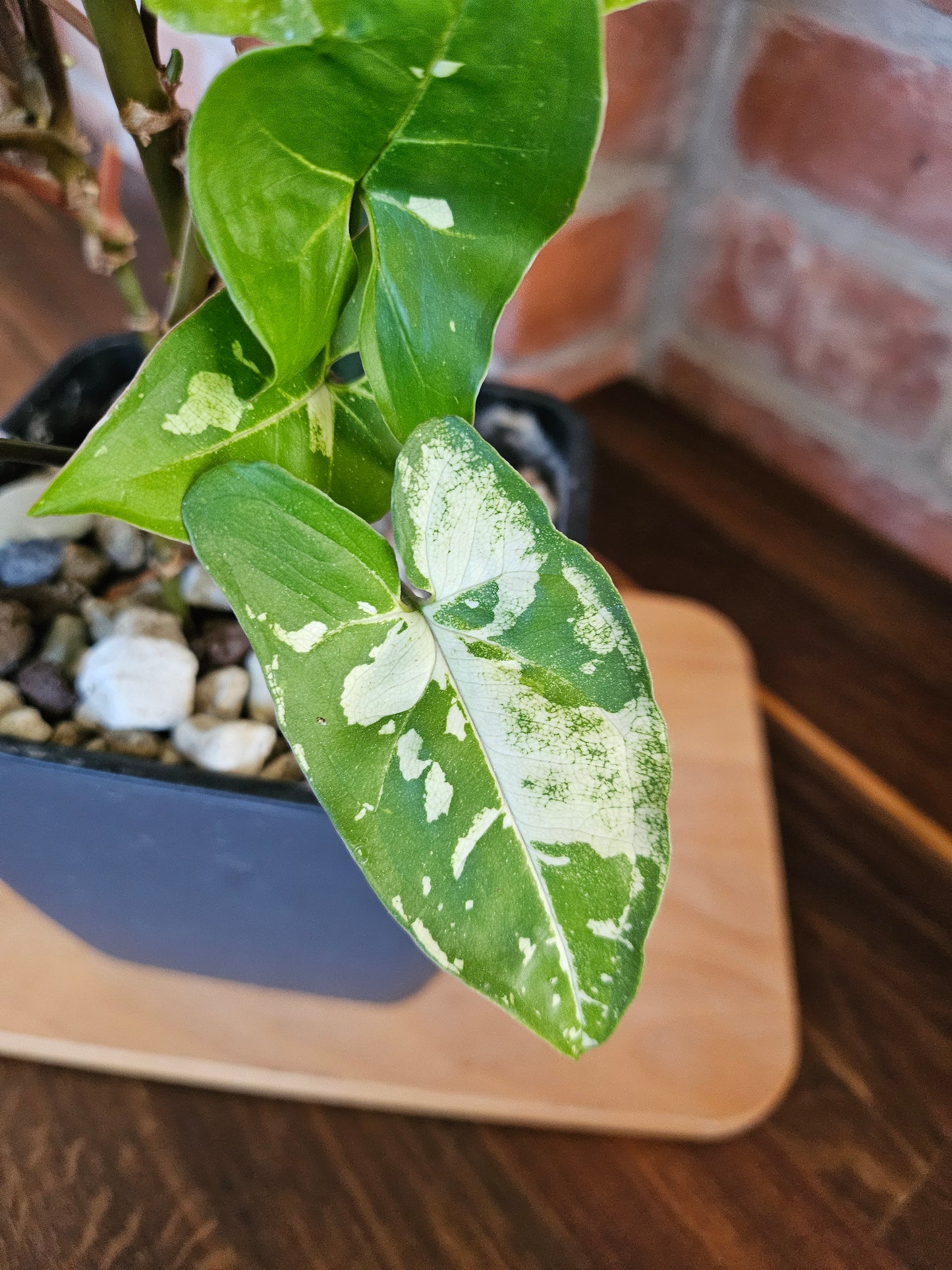 Syngonium Panda Pflanze