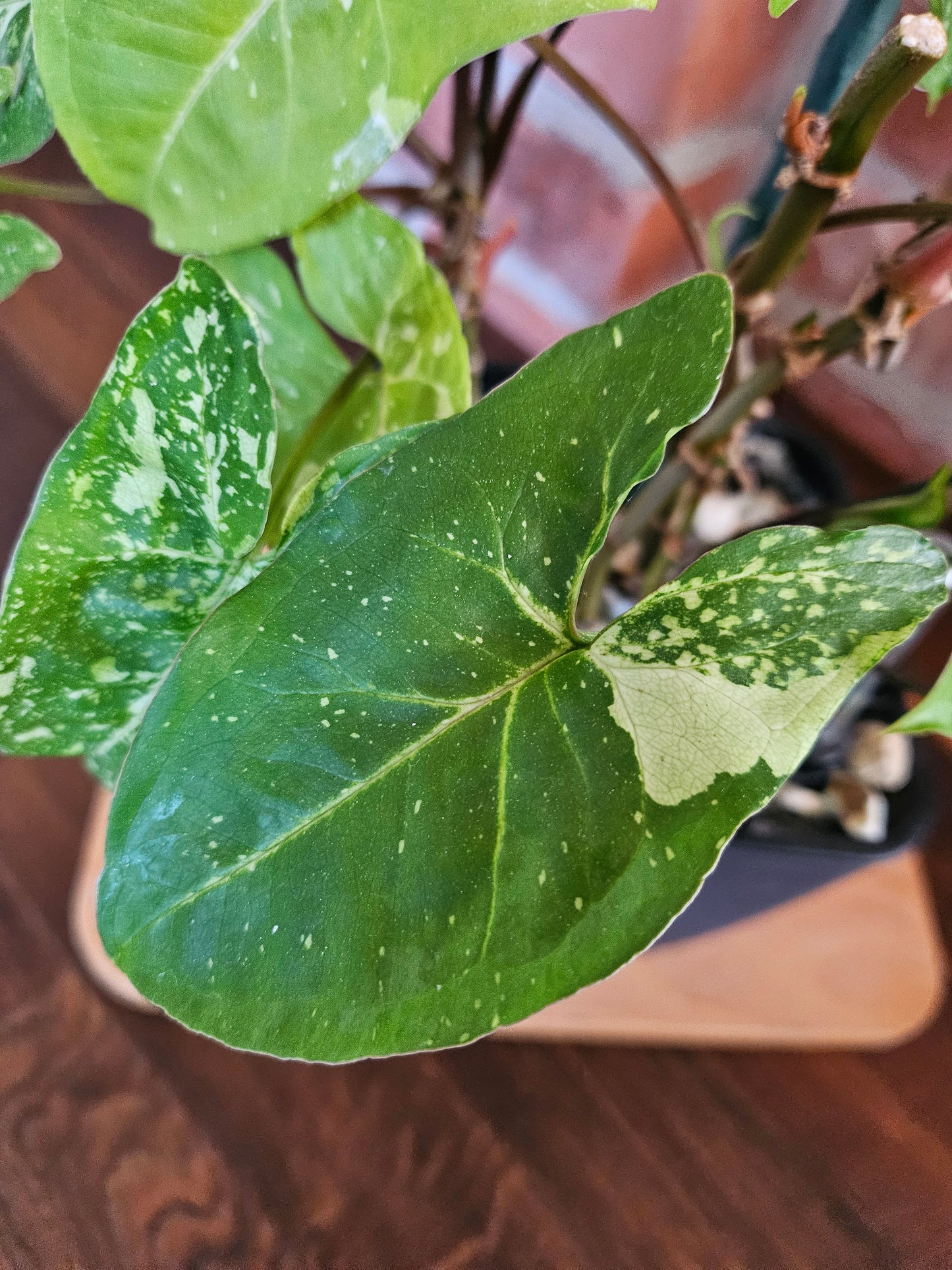 Syngonium Panda Pflanze