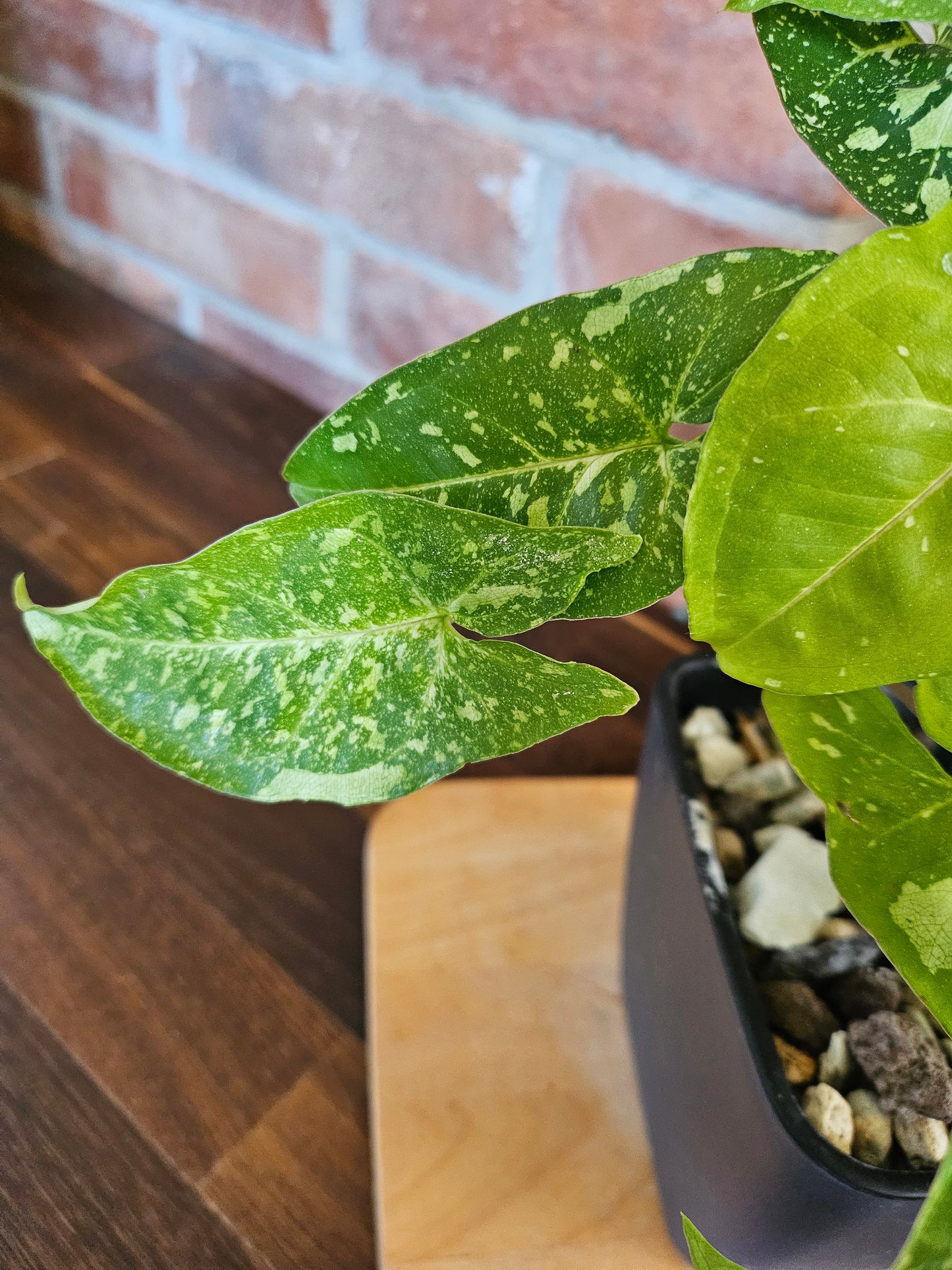 Syngonium Panda Pflanze