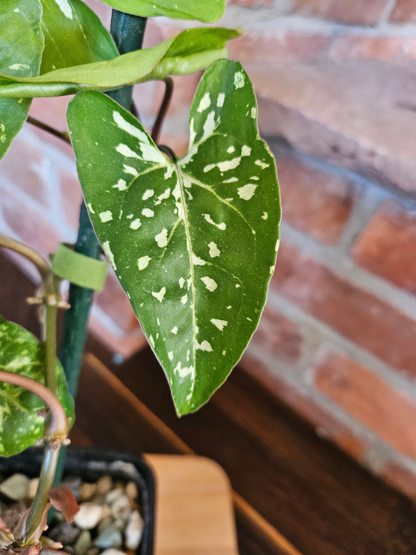 Syngonium Panda Pflanze