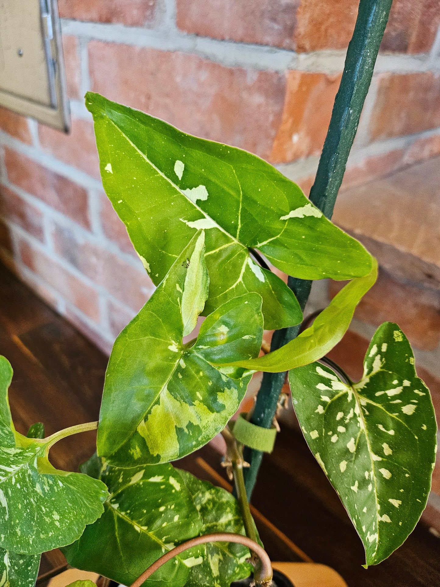 Syngonium Panda Pflanze