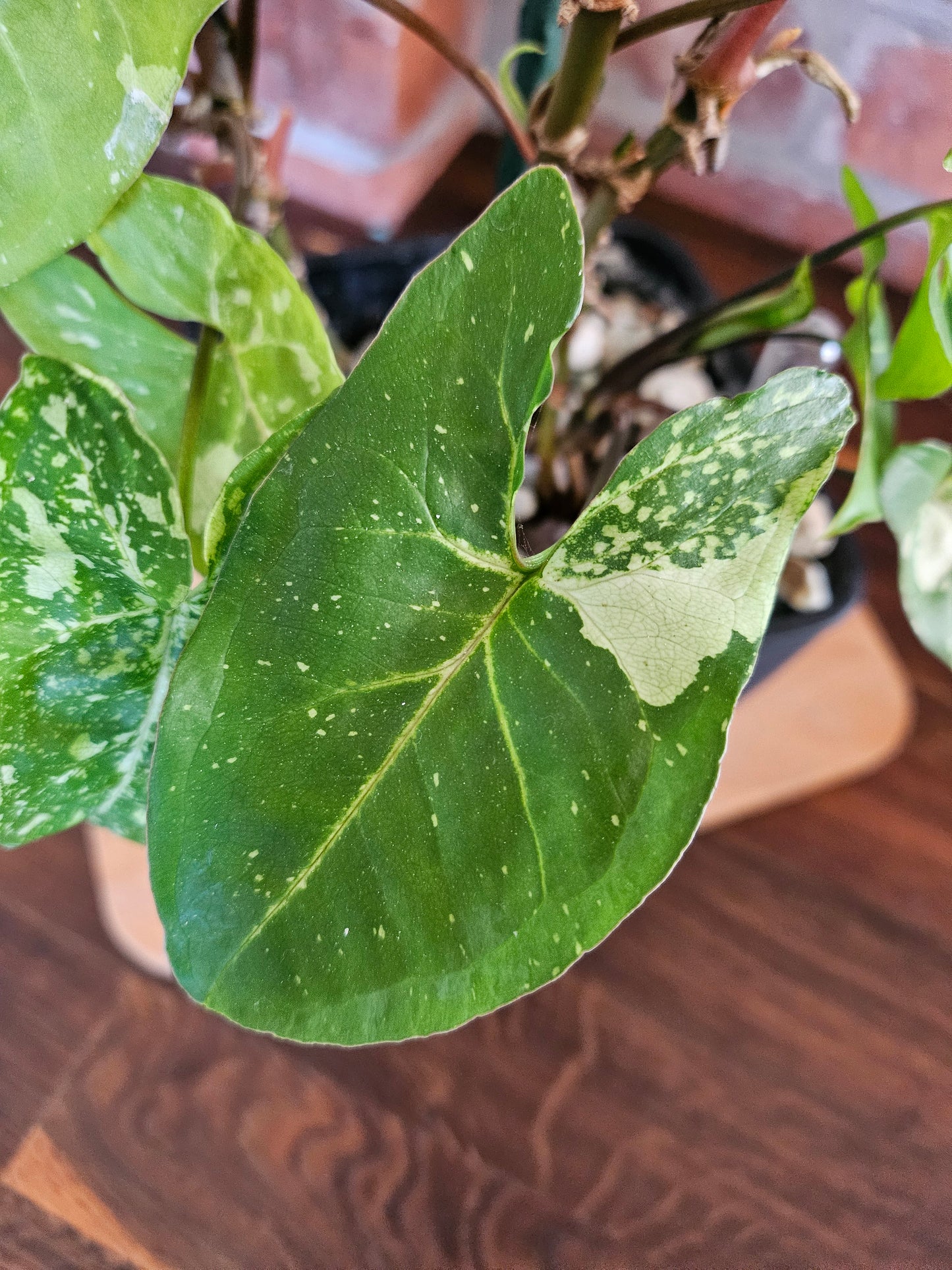 Syngonium Panda Pflanze