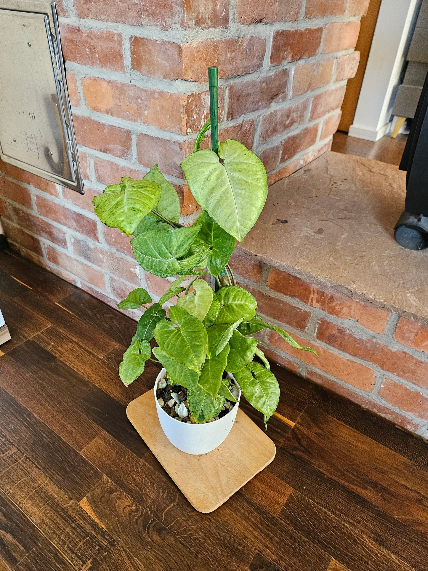 Syngonium white panda panda white form Pflanze