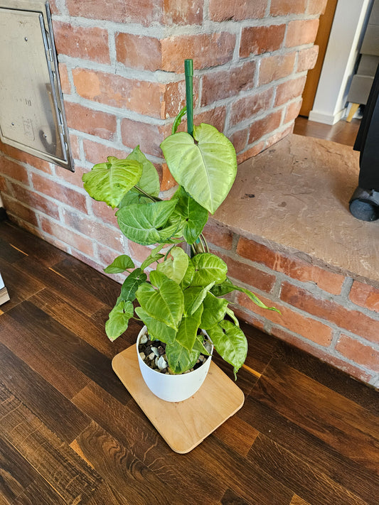 Syngonium white panda panda white form Pflanze