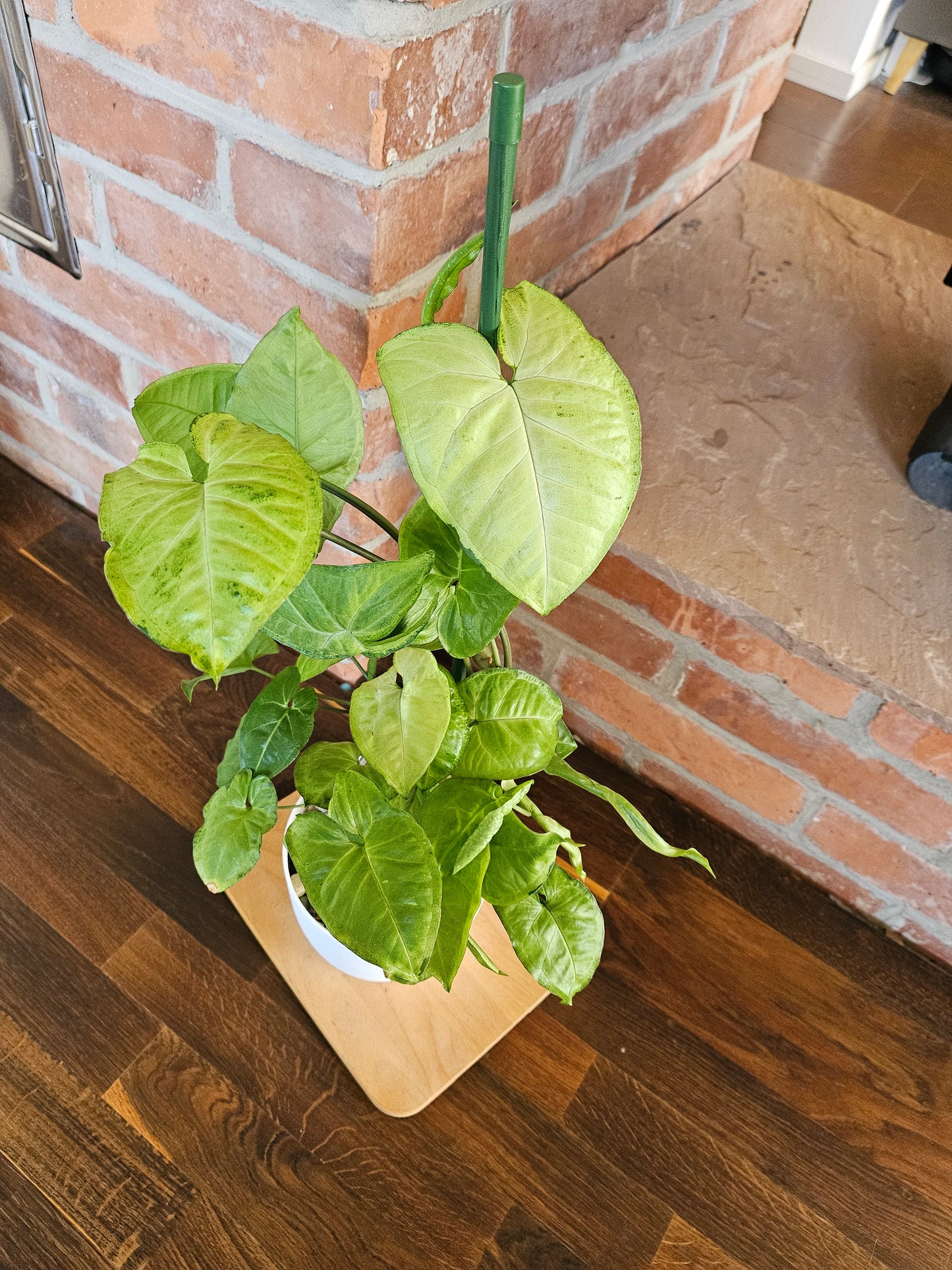 Syngonium white panda panda white form Pflanze