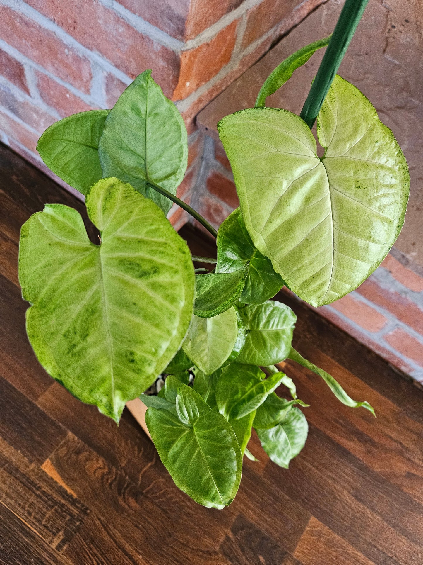 Syngonium white panda panda white form Pflanze
