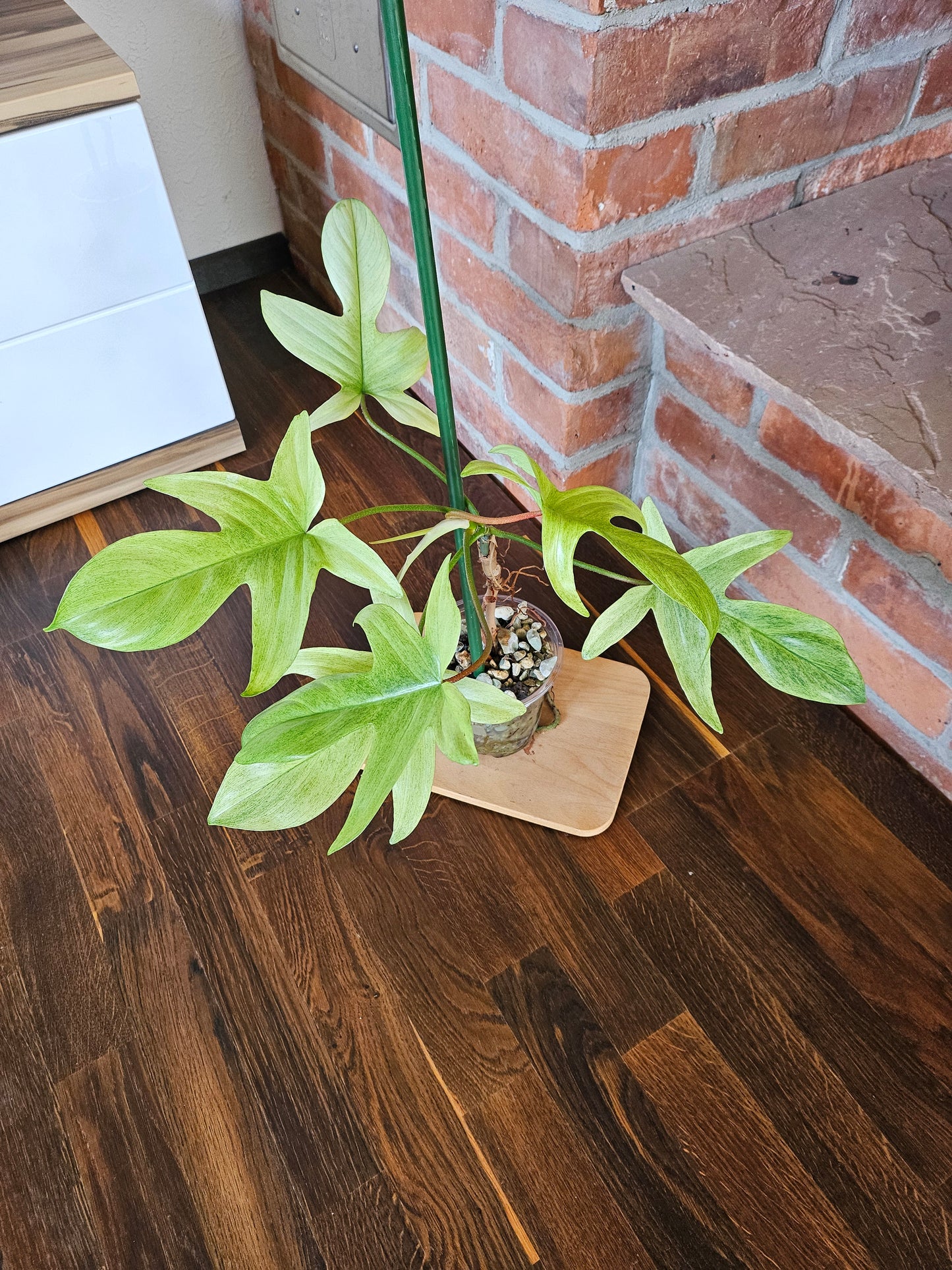 Philodendron Florida ghost Pflanze