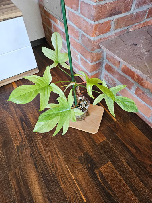 Philodendron Florida ghost Pflanze