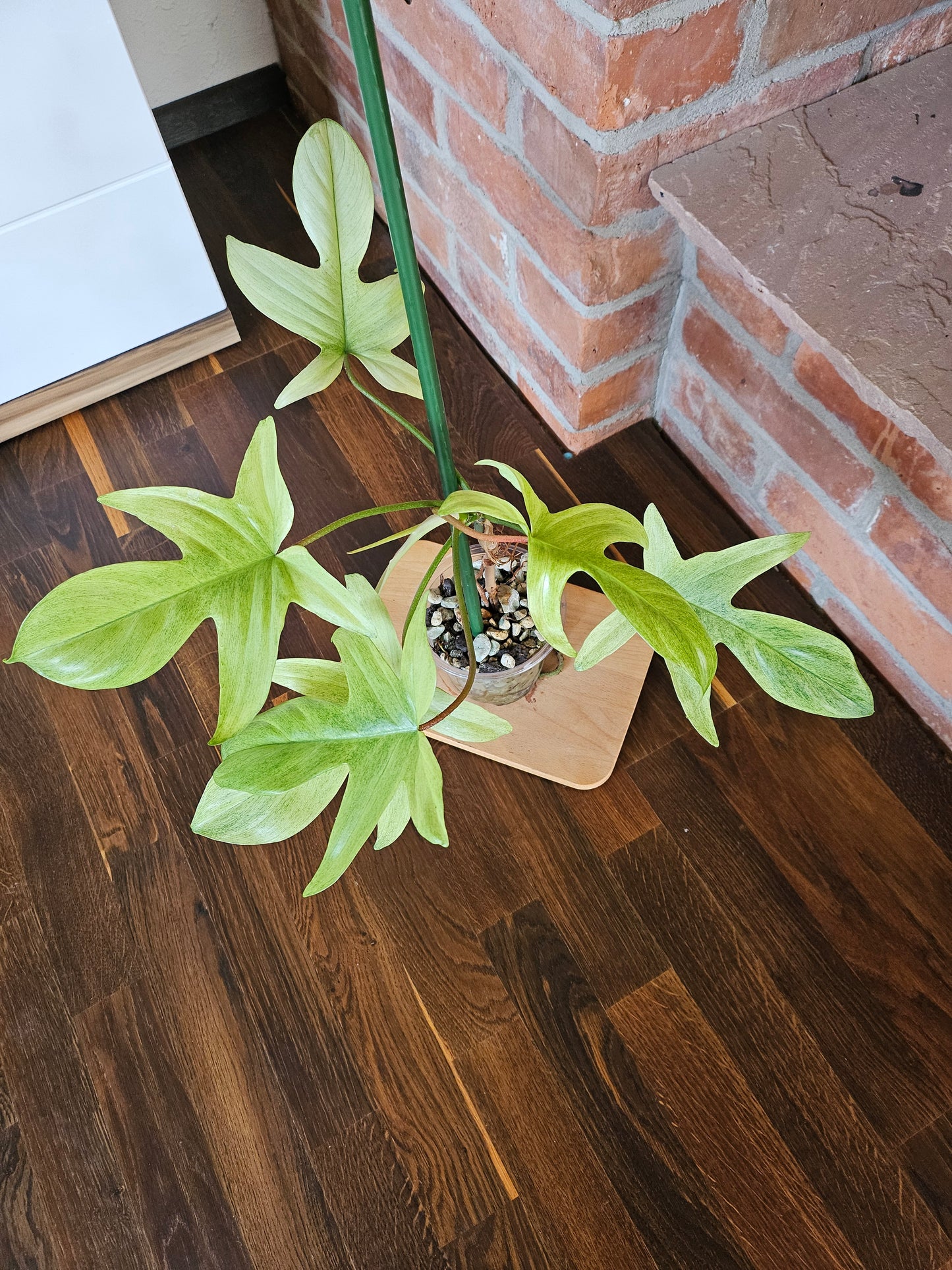 Philodendron Florida ghost Pflanze