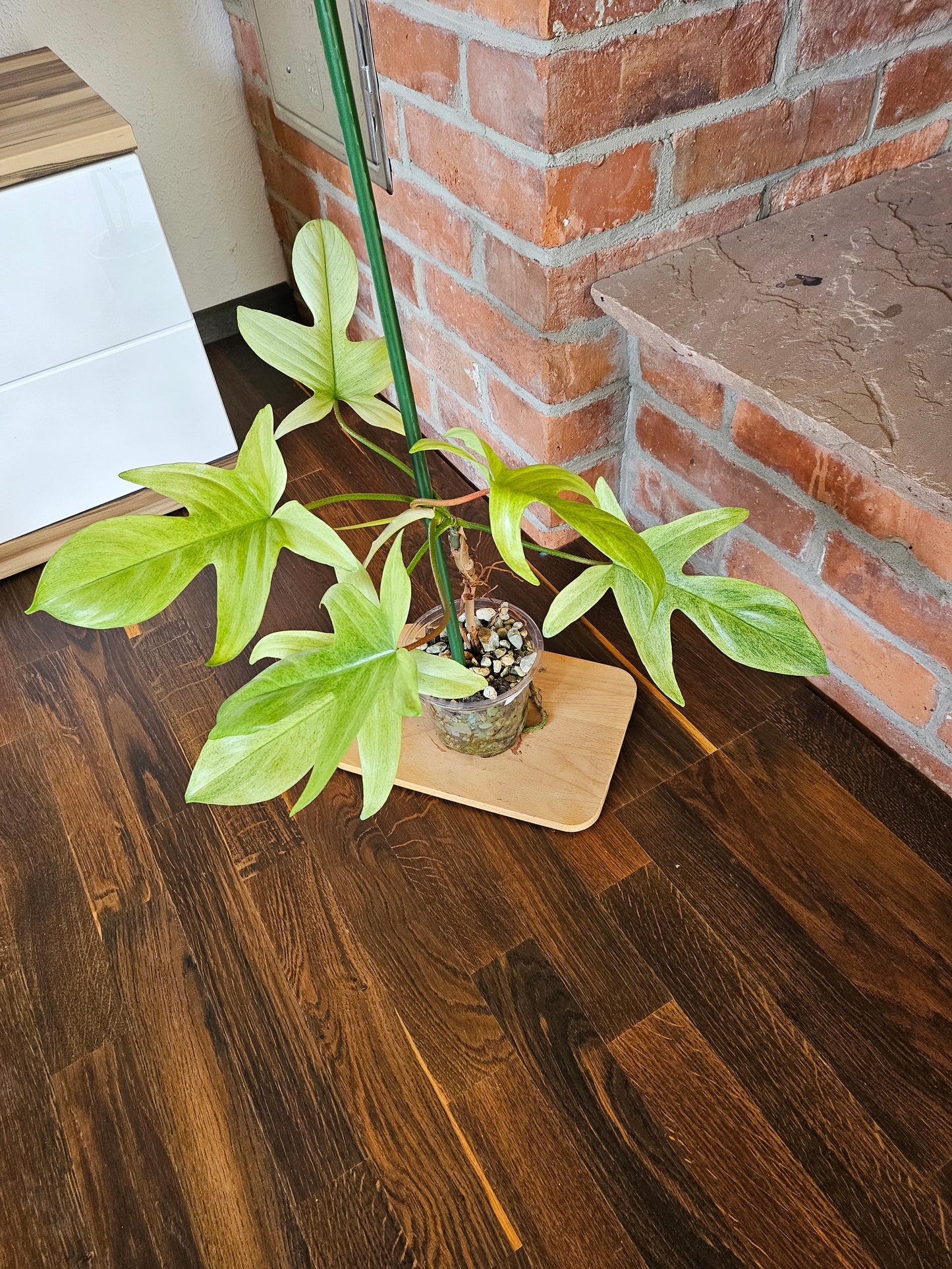 Philodendron Florida ghost Pflanze