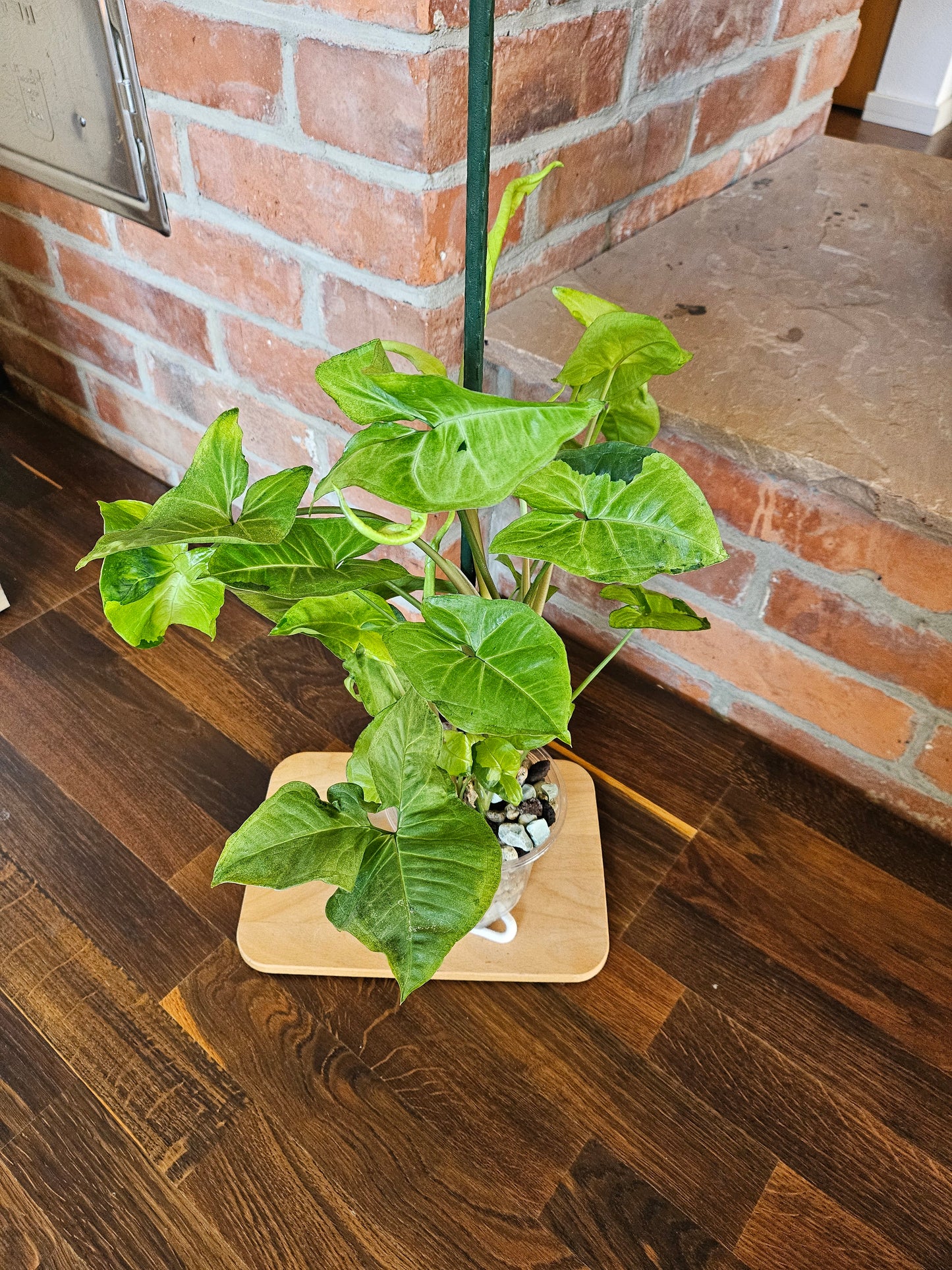Syngonium white panda panda white form Pflanze