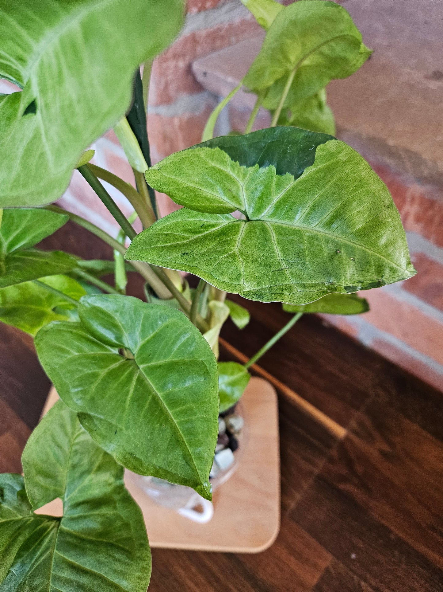 Syngonium white panda panda white form Pflanze
