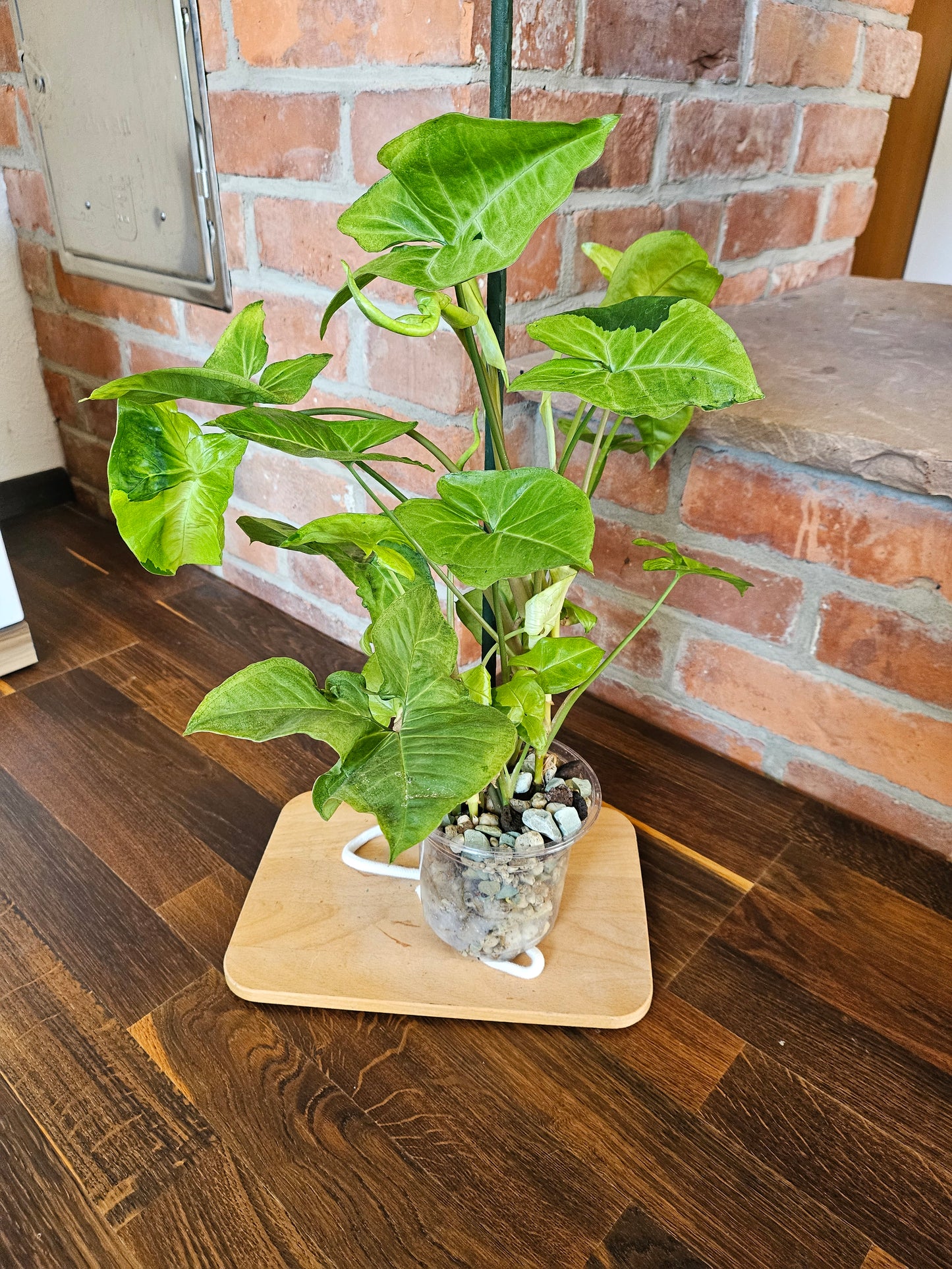 Syngonium white panda panda white form Pflanze