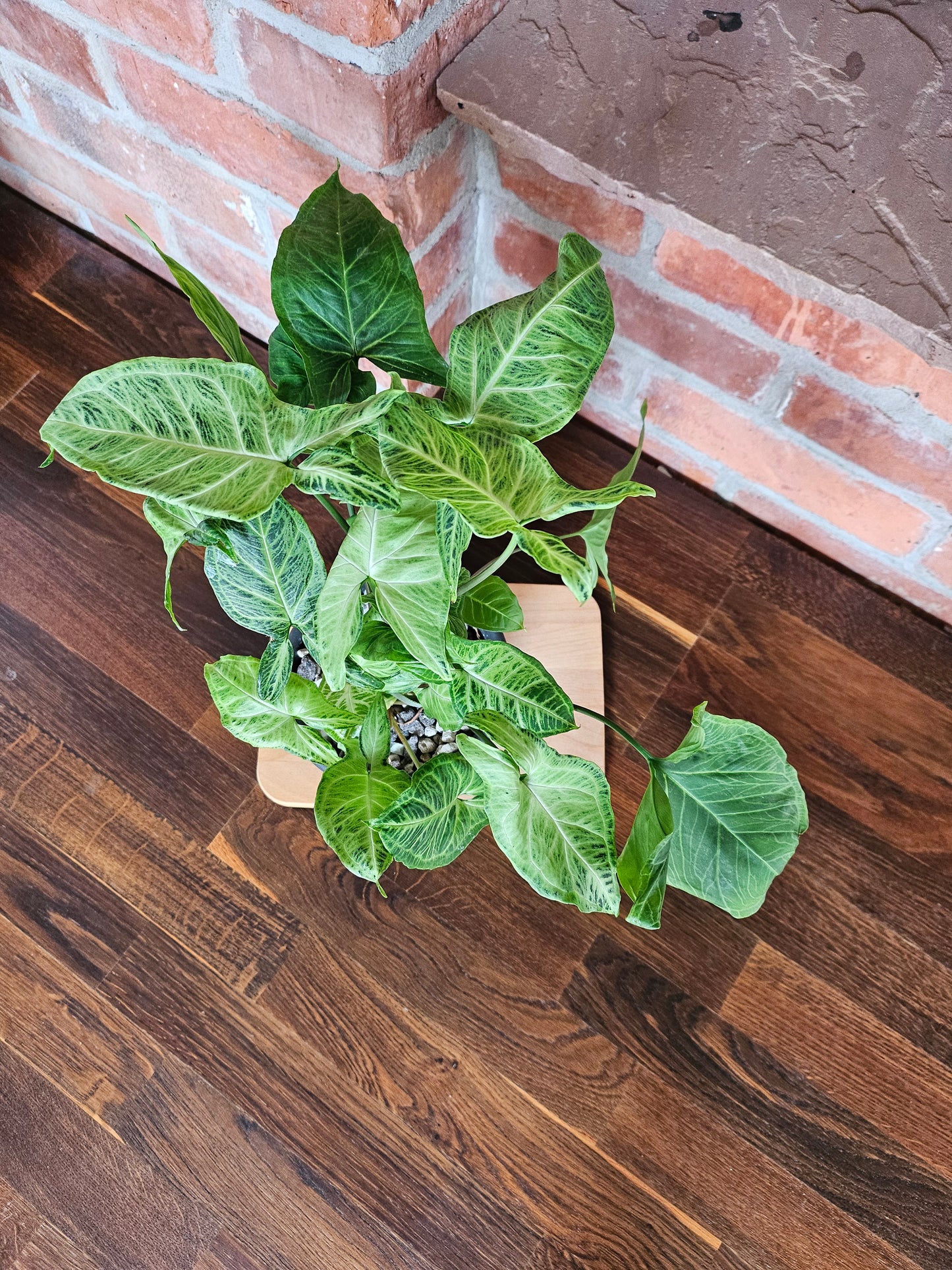 Syngonium Batik Pflanze