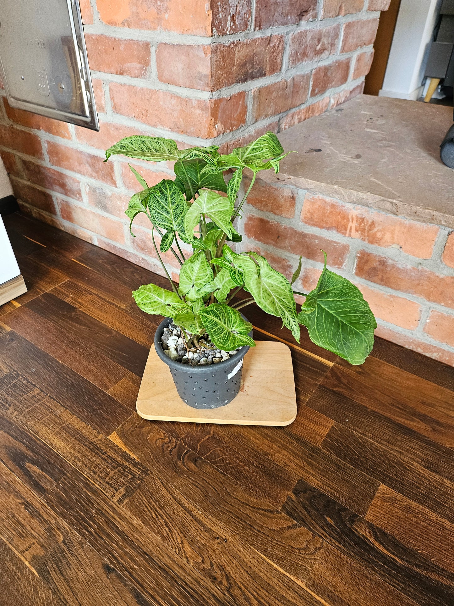 Syngonium Batik Pflanze