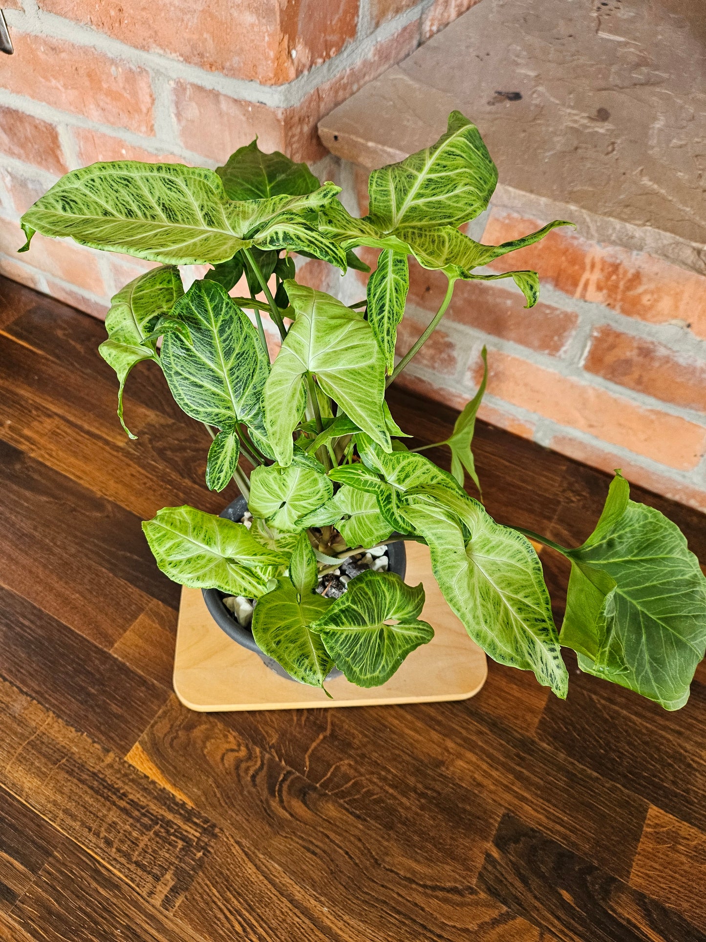 Syngonium Batik Pflanze