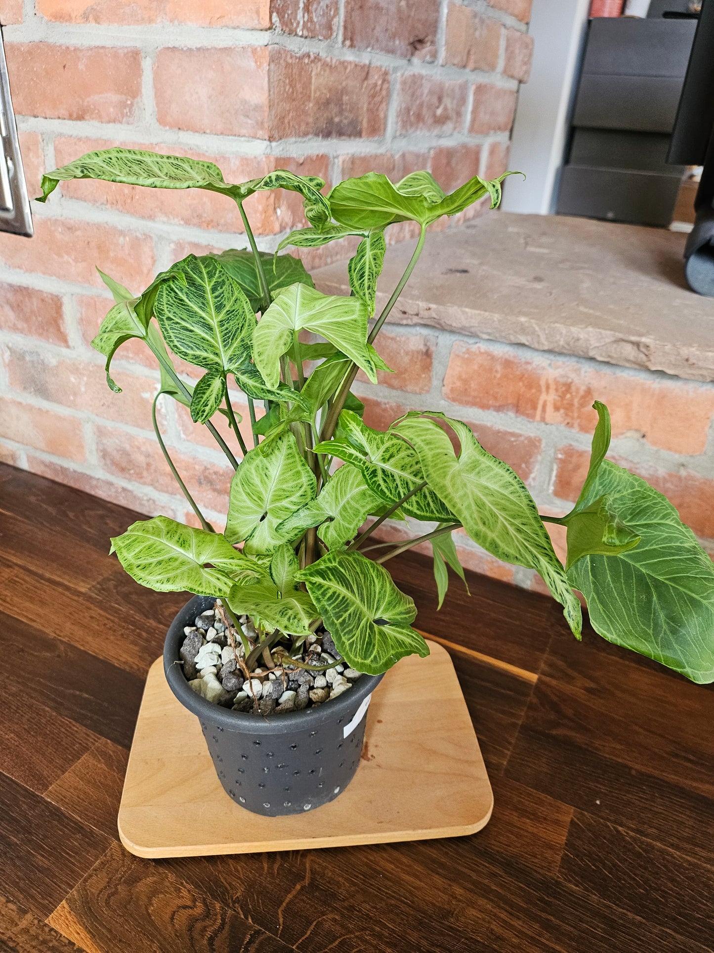 Syngonium Batik Pflanze