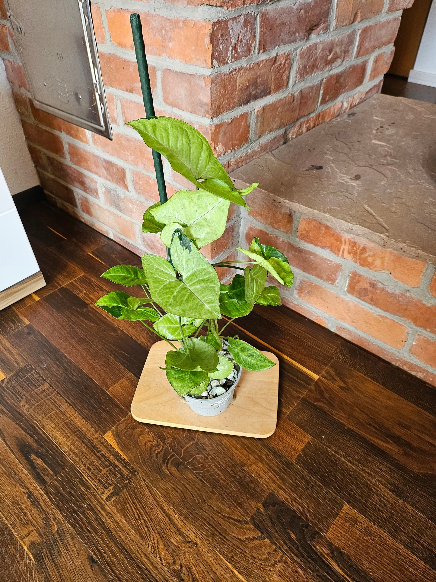 Syngonium panda white form white panda Pflanze
