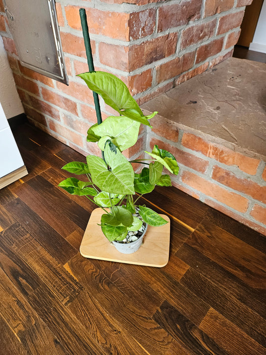 Syngonium panda white form white panda Pflanze