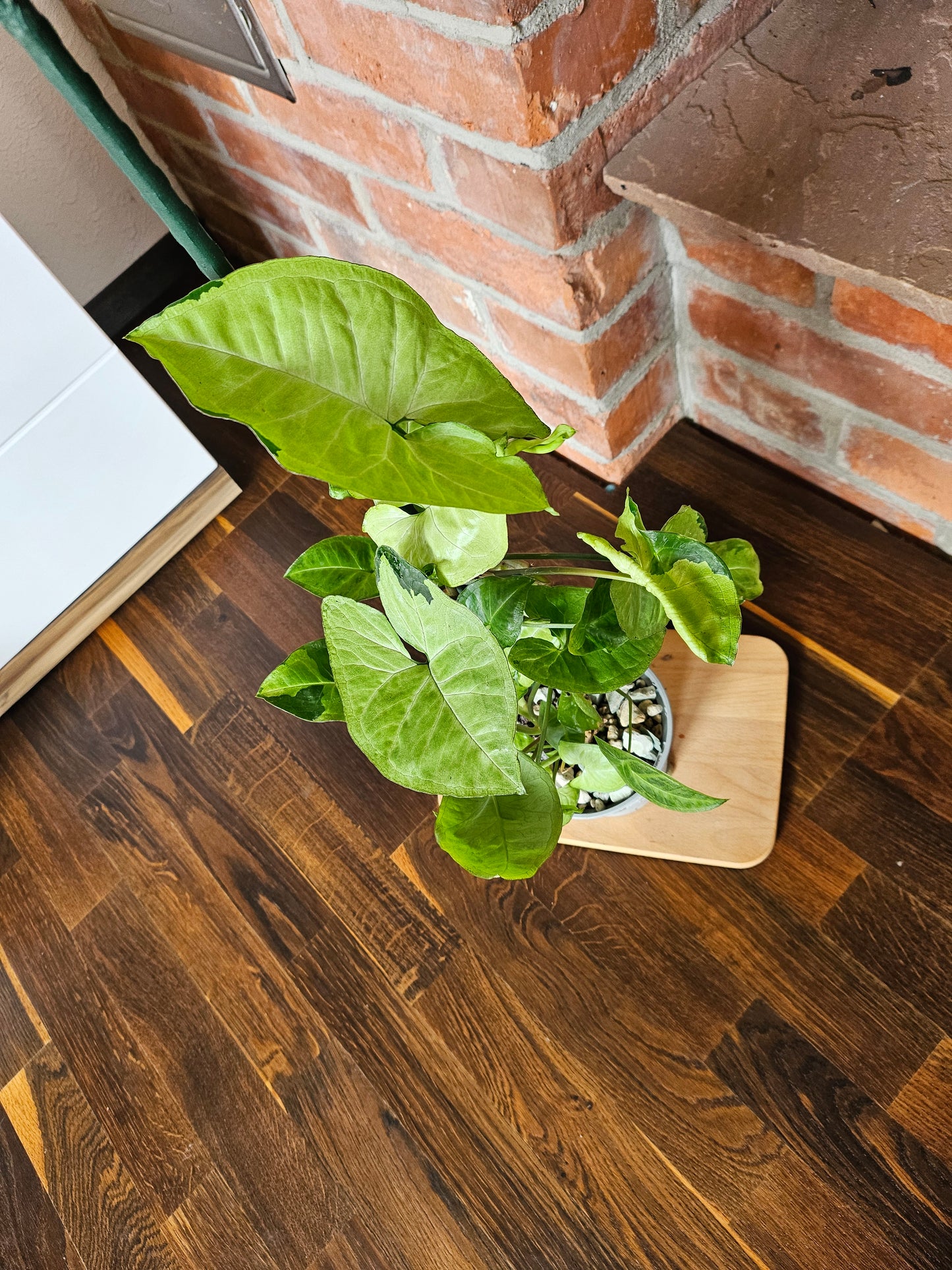 Syngonium panda white form white panda Pflanze