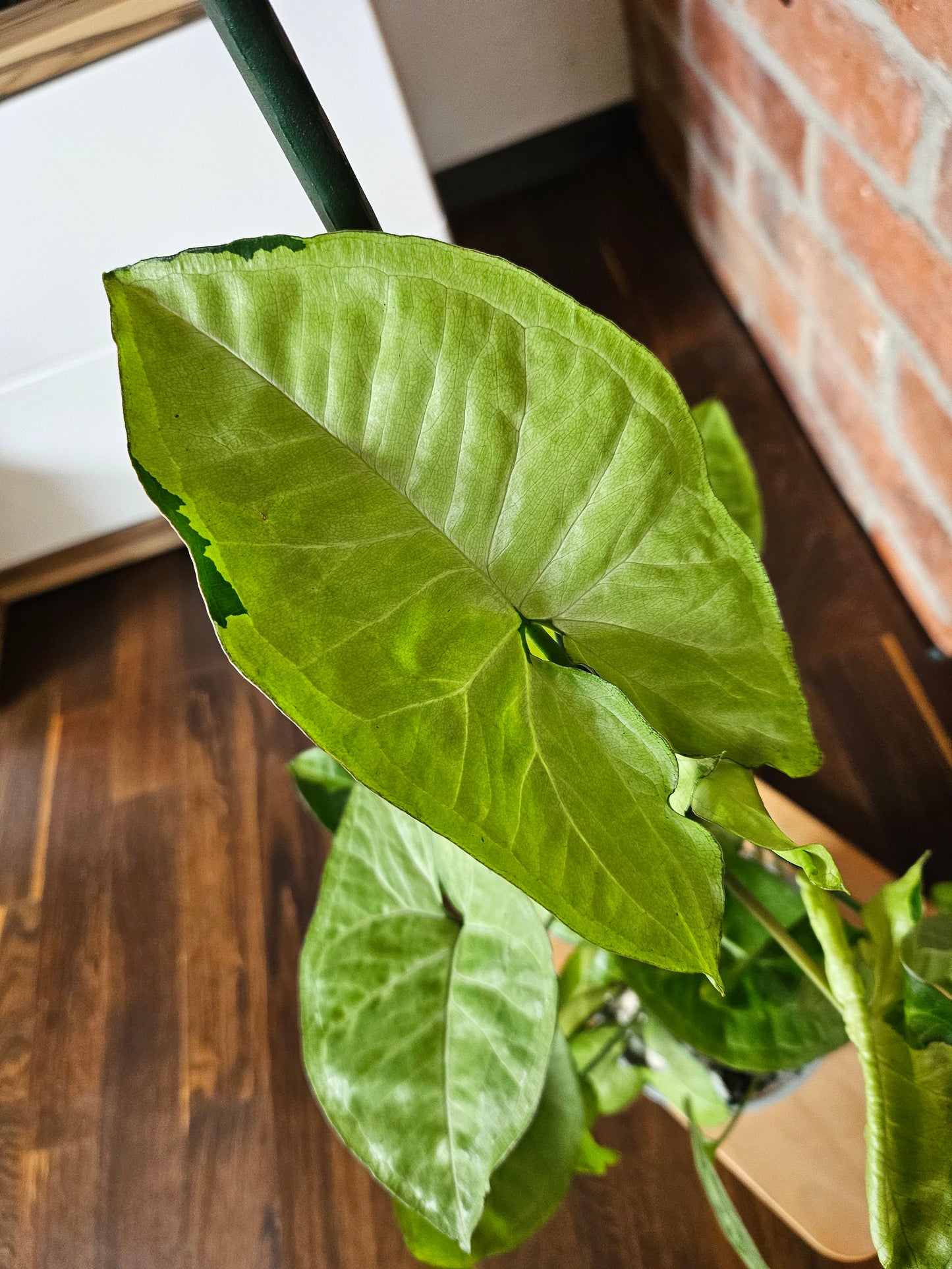 Syngonium panda white form white panda Pflanze
