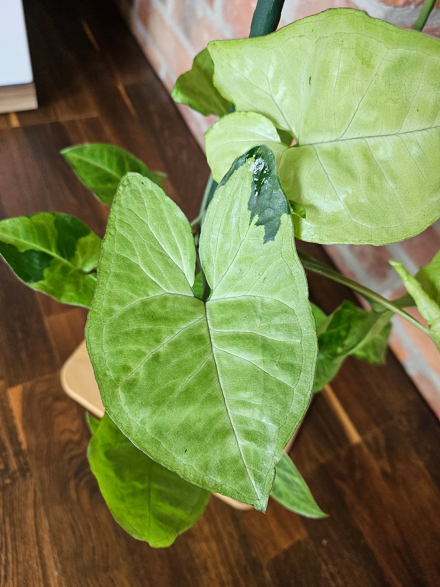 Syngonium panda white form white panda Pflanze