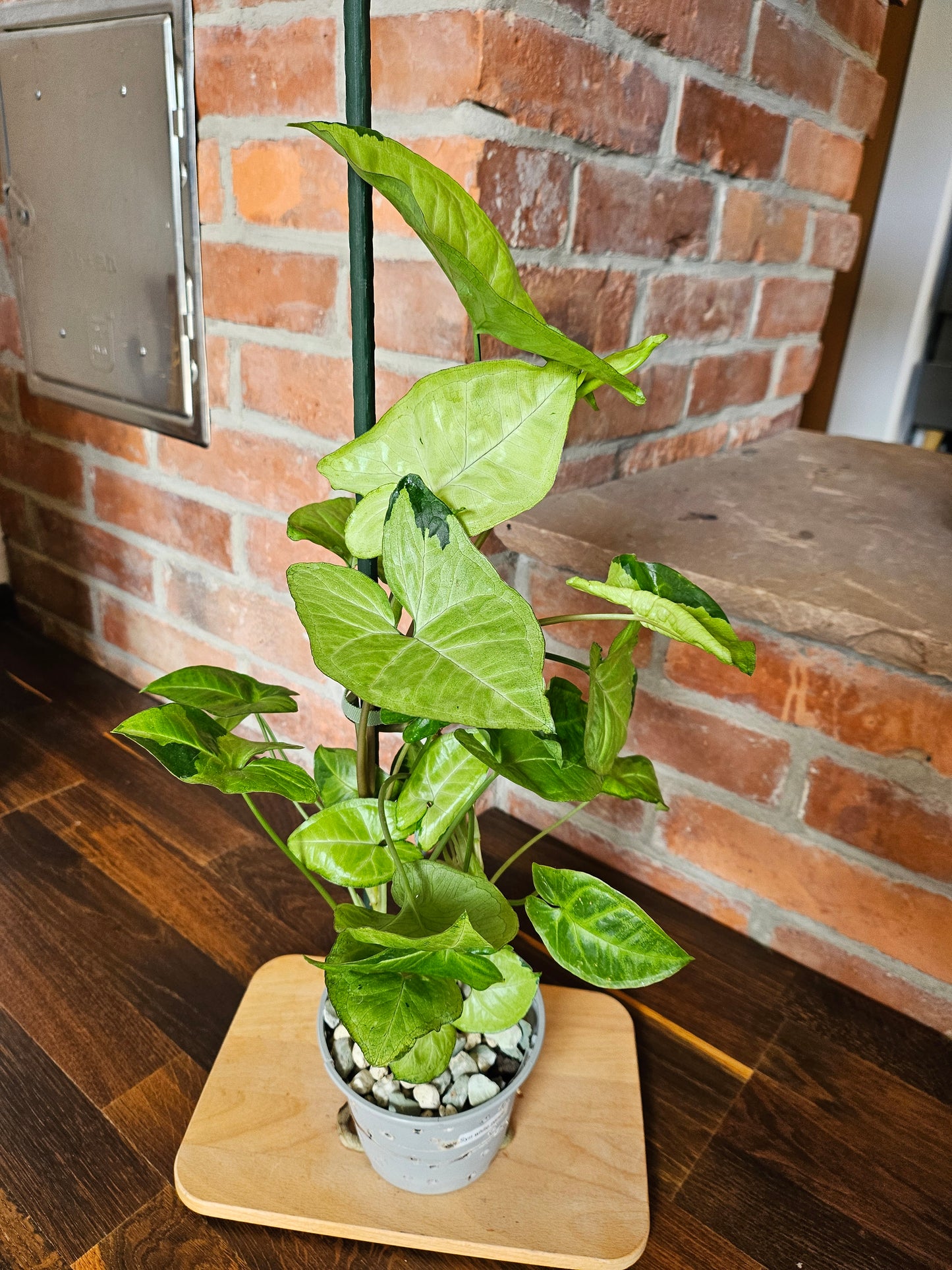 Syngonium panda white form white panda Pflanze