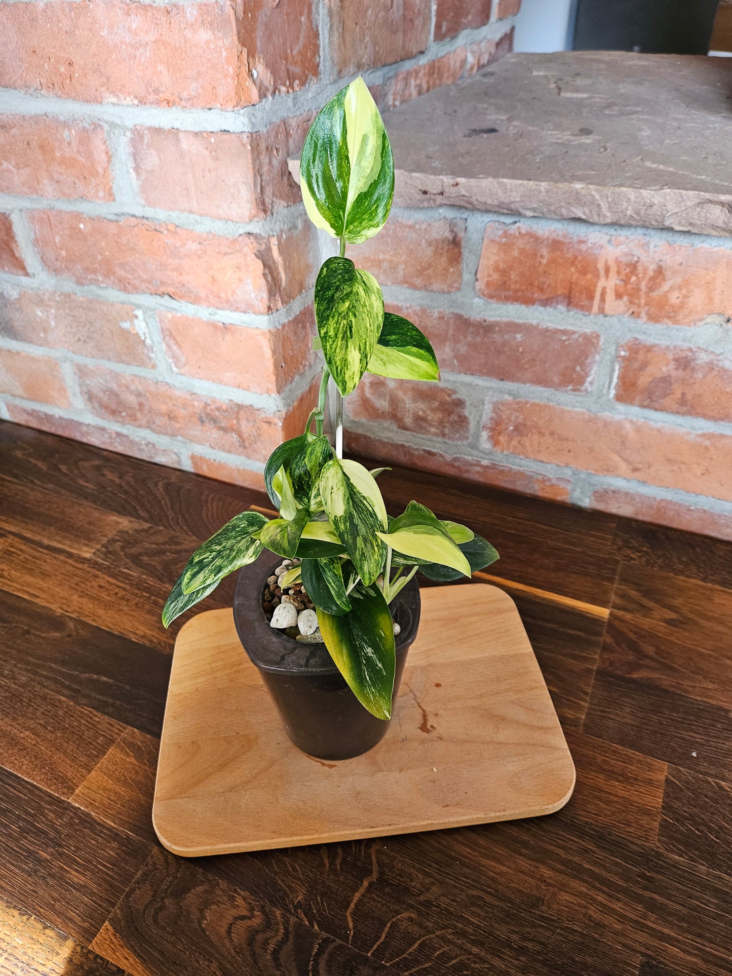 Monstera Standleyana aurea variegata