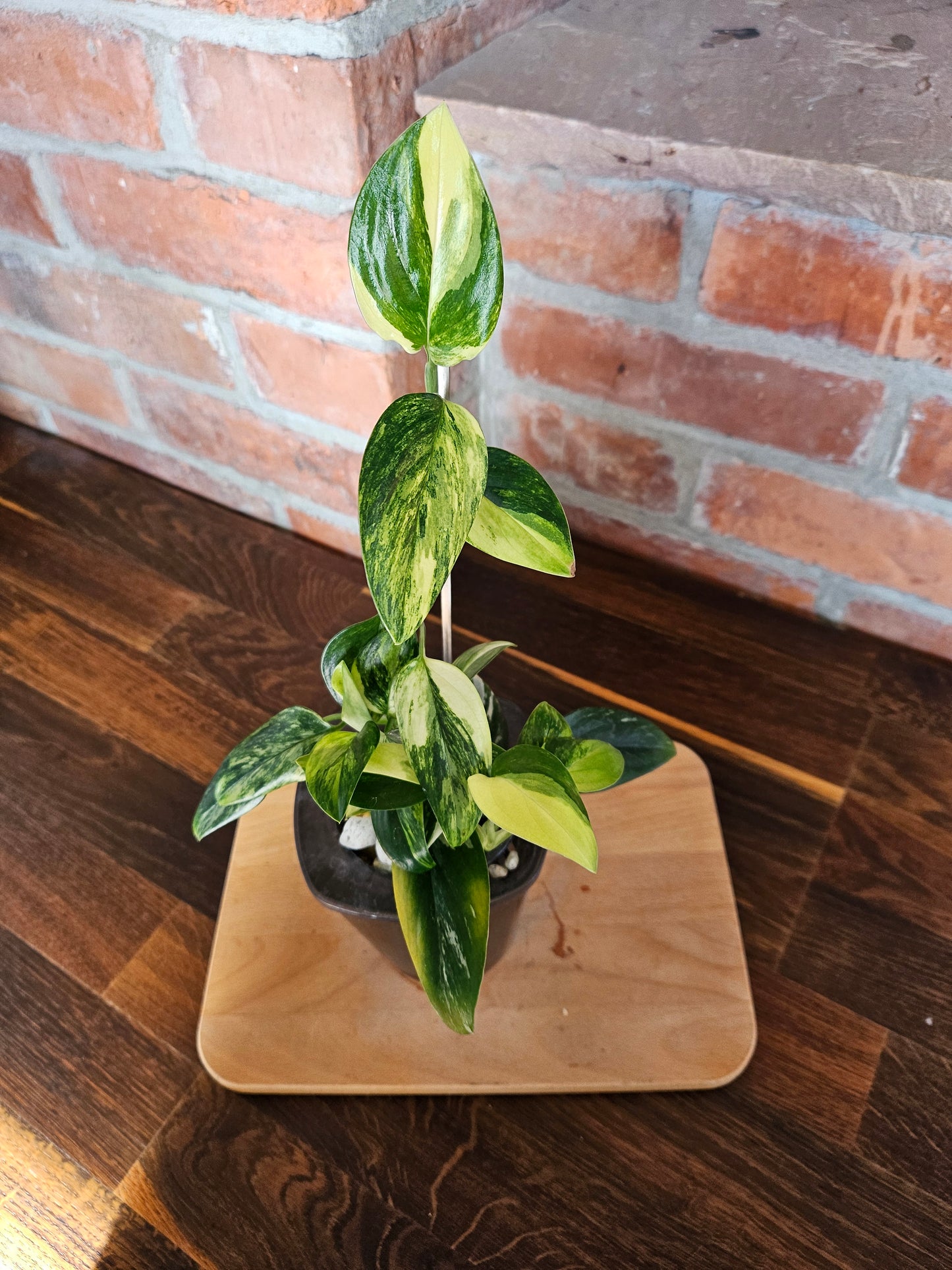 Monstera Standleyana aurea variegata