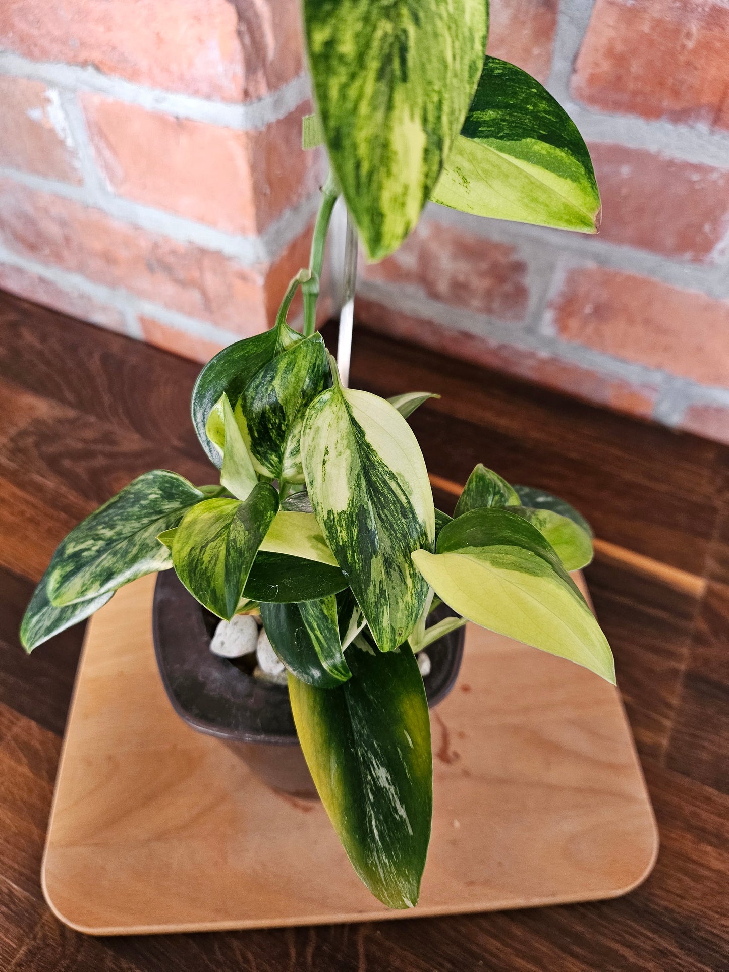Monstera Standleyana aurea variegata