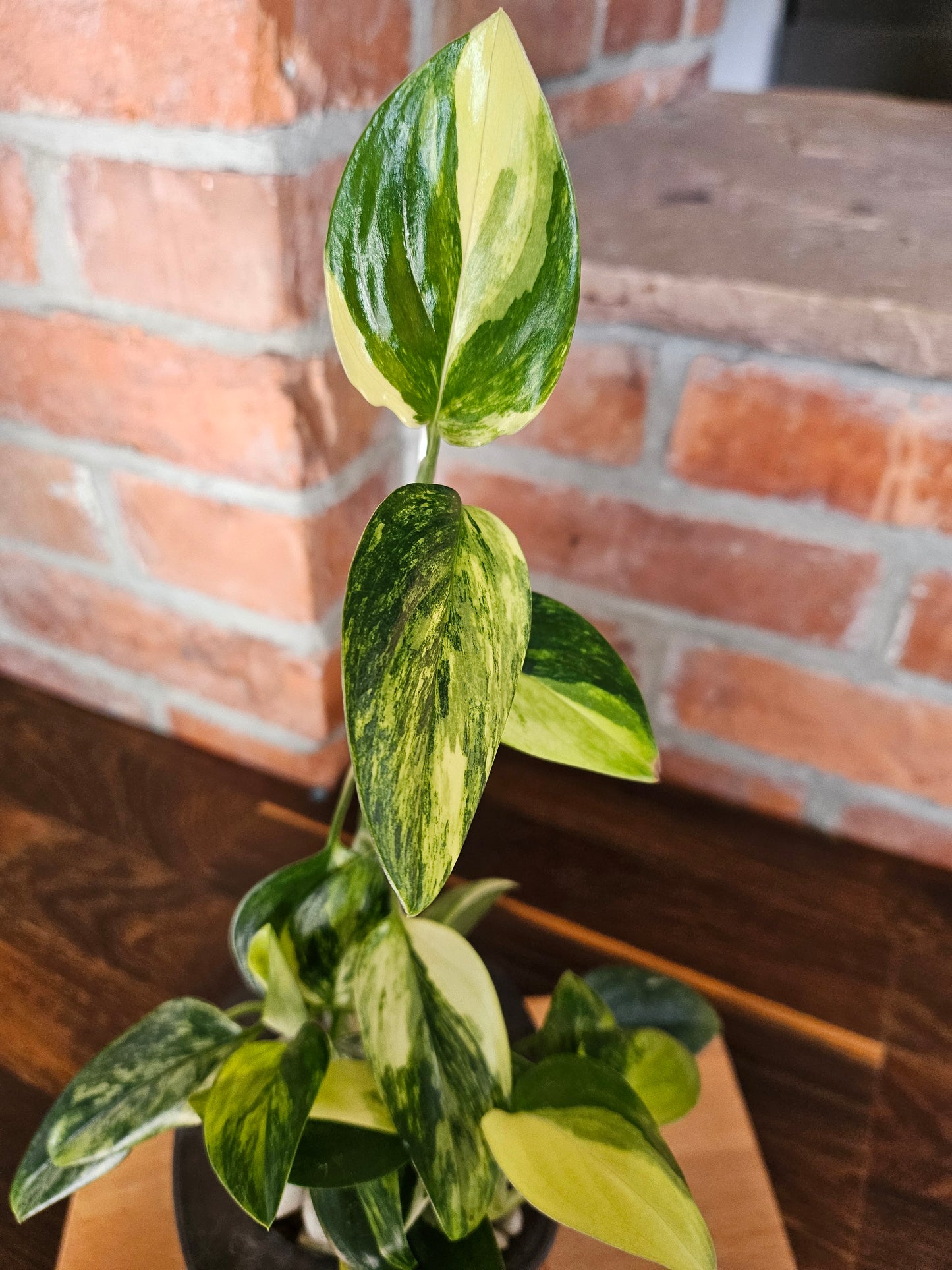 Monstera Standleyana aurea variegata