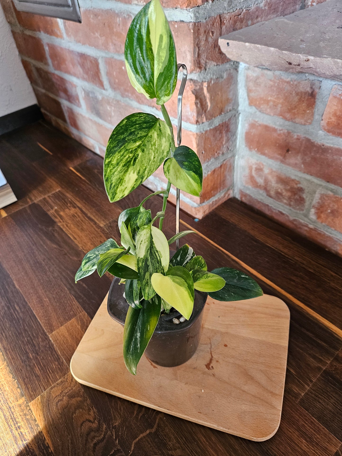 Monstera Standleyana aurea variegata